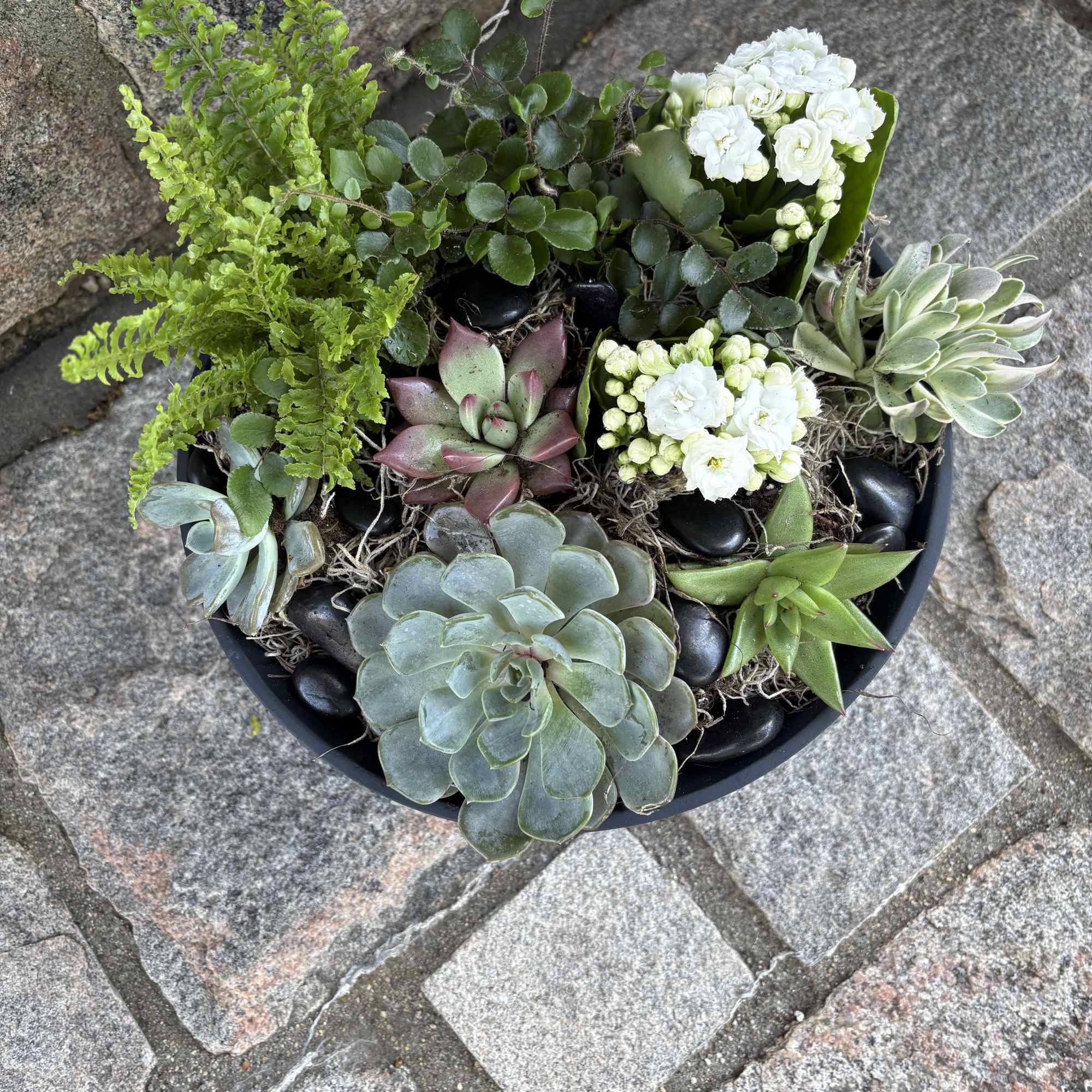 Gorgeous succulents and other summer style plants pair so well in our, photo 2 of 2