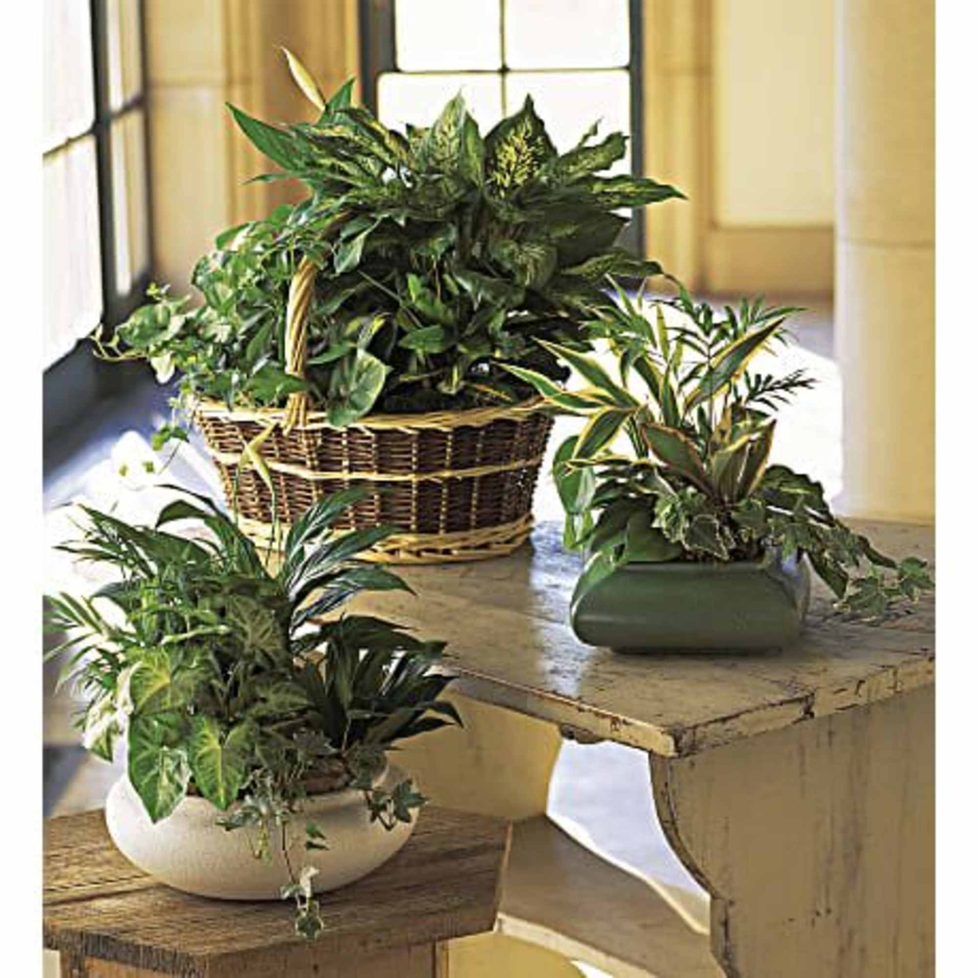 Three potted green houseplants arranged on tables