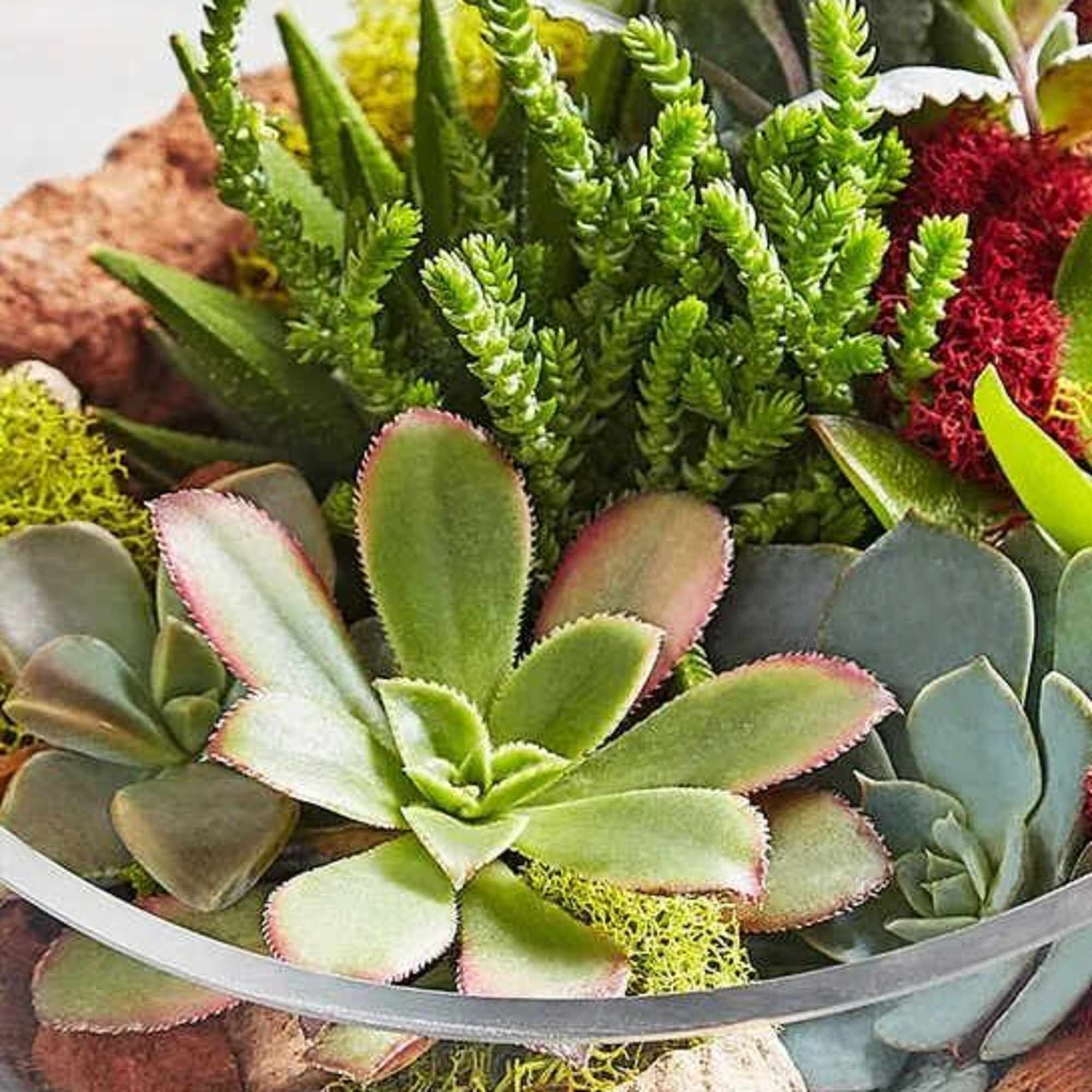 Succulent arrangement in a clear glass bowl with mixed green and red plants