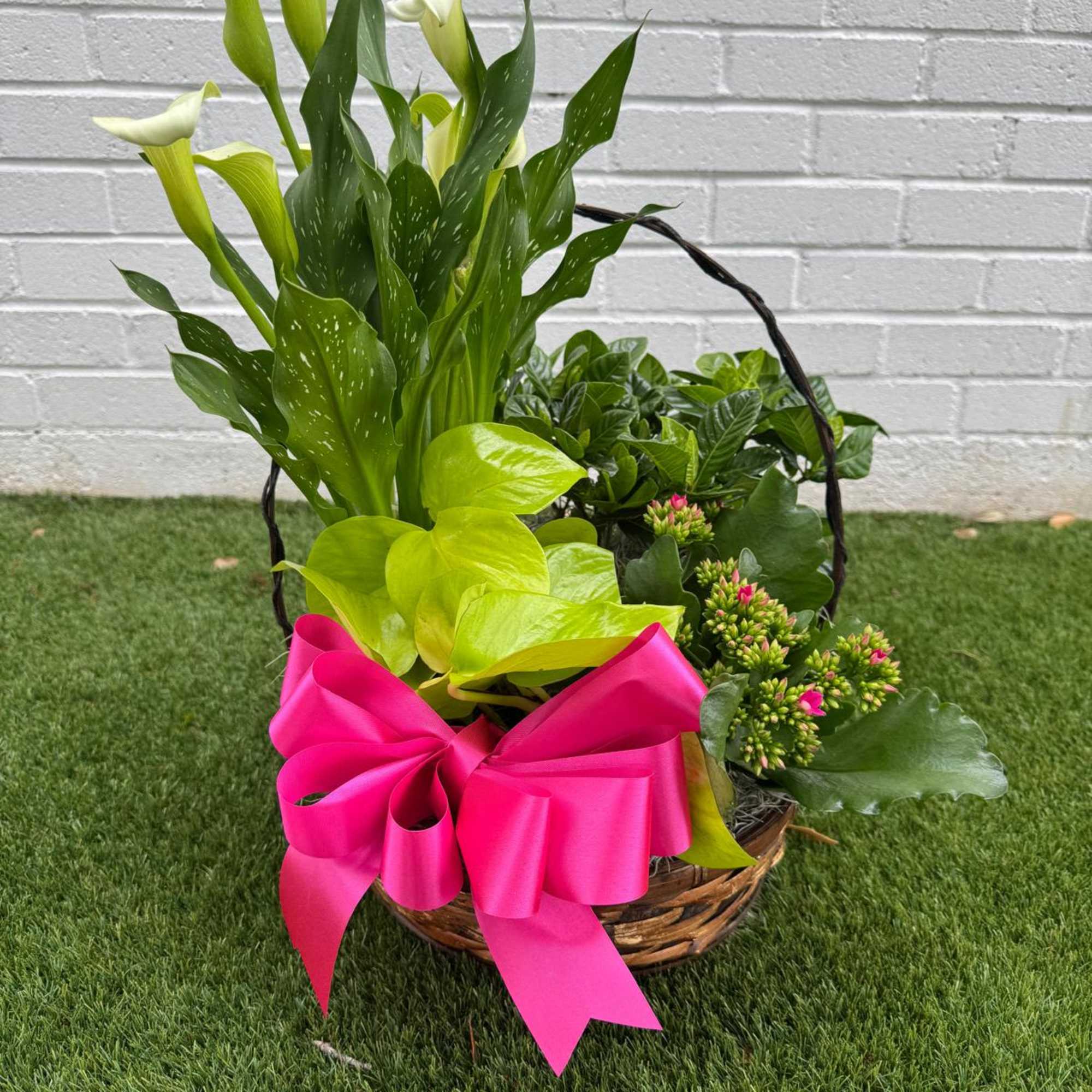 Basket arrangement with white calla lilies, green foliage, and a bright pink bow