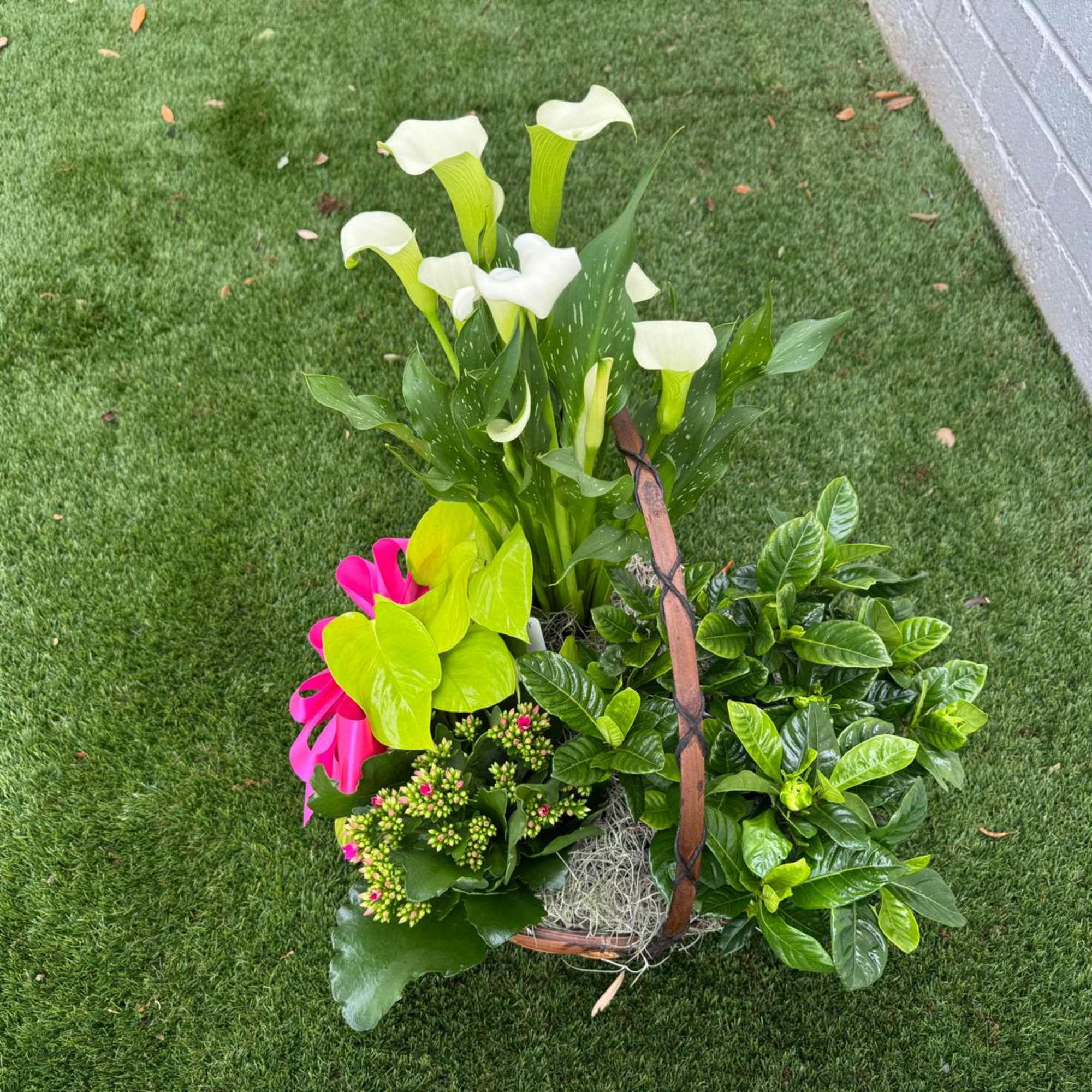Basket arrangement with white calla lilies, pink calla lilies, and green foliage