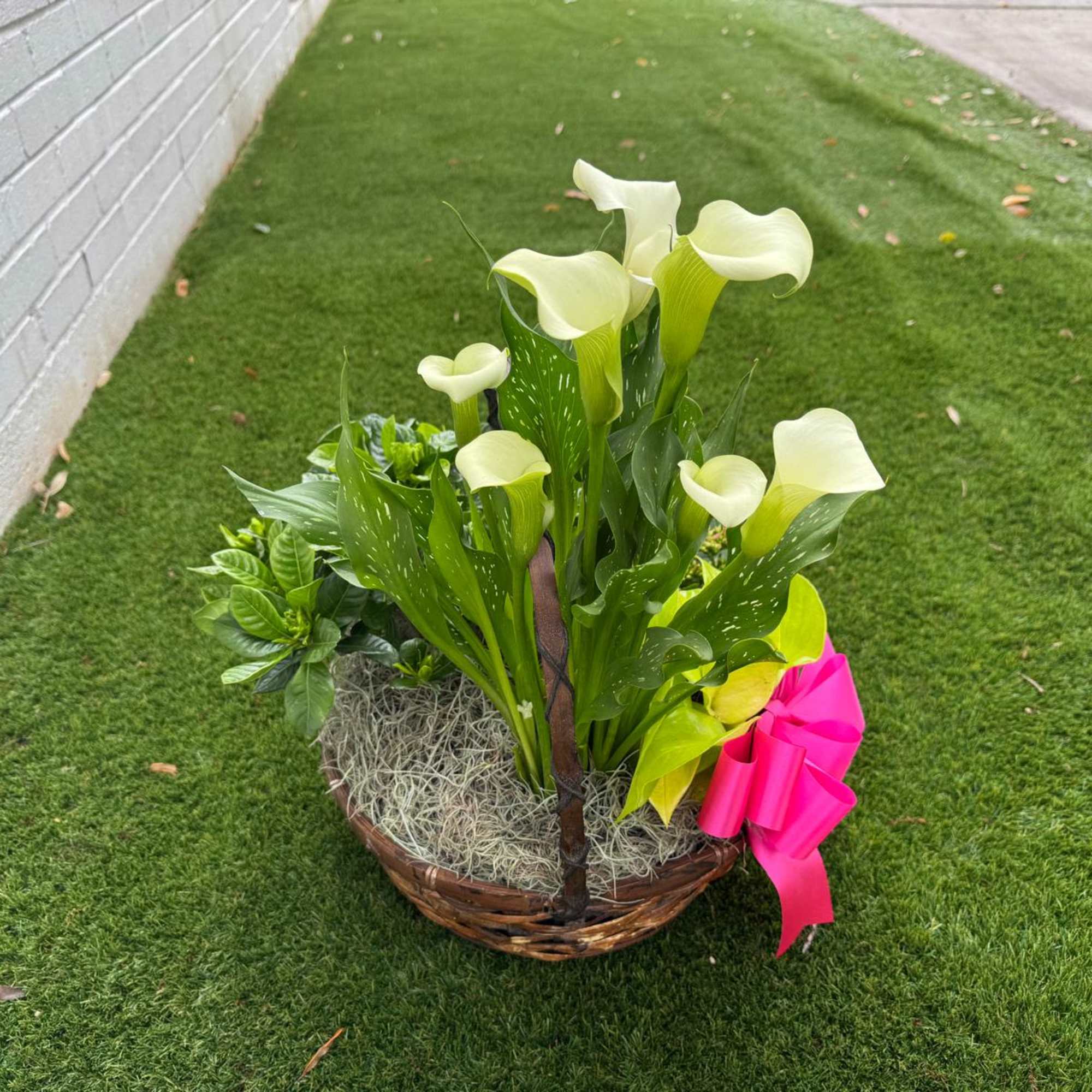 Basket arrangement of white calla lilies with a pink ribbon