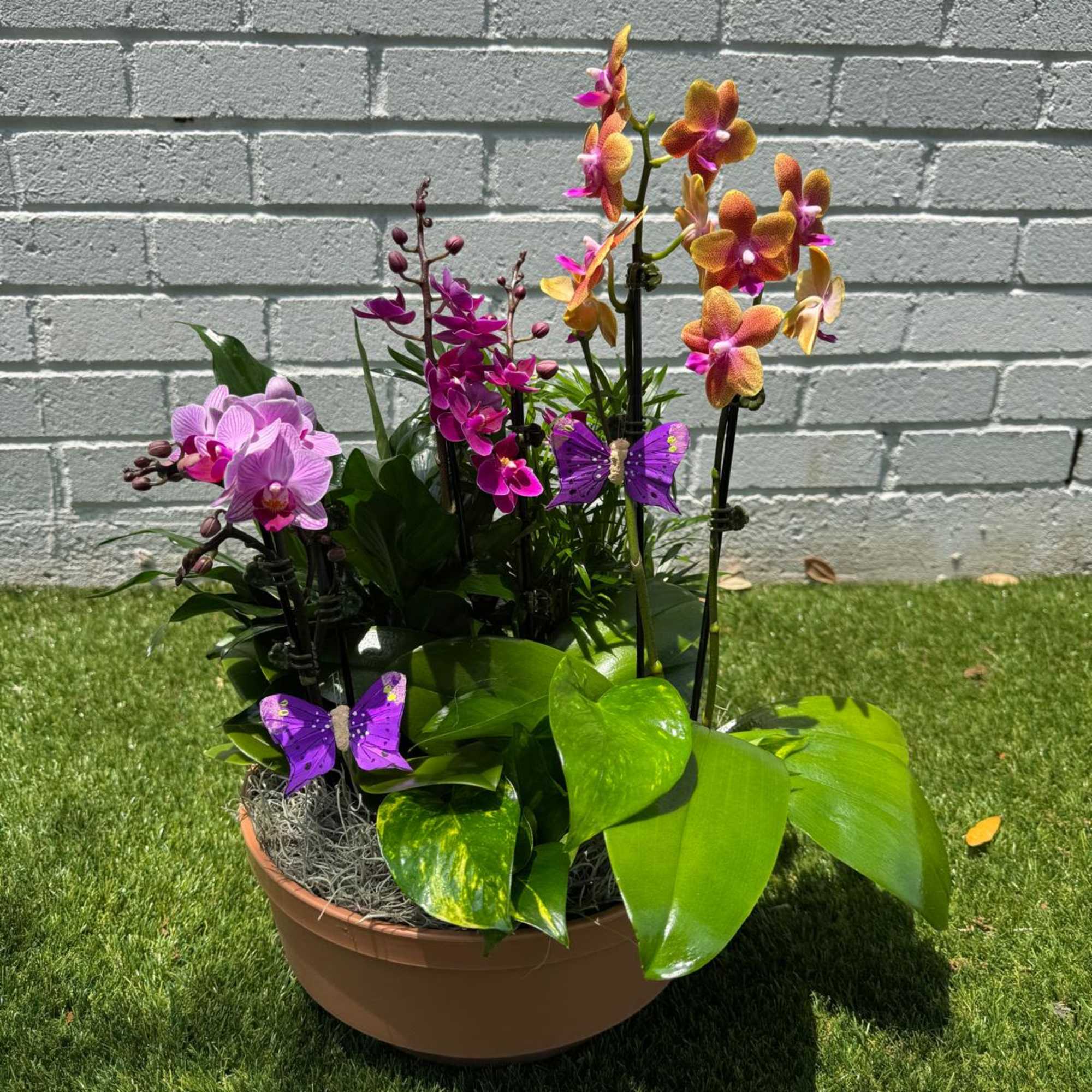 Potted orchid arrangement with purple and orange blooms