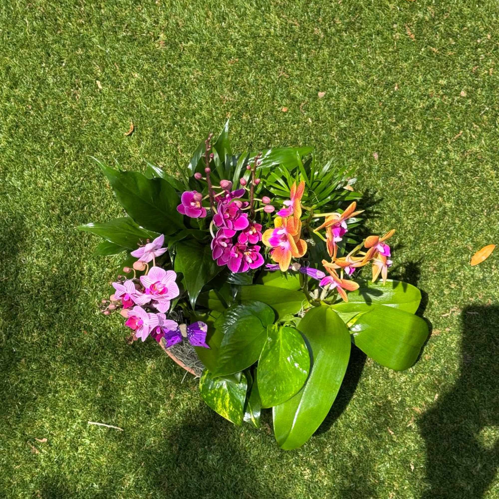 Arrangement of colorful orchids in a low basket on grass