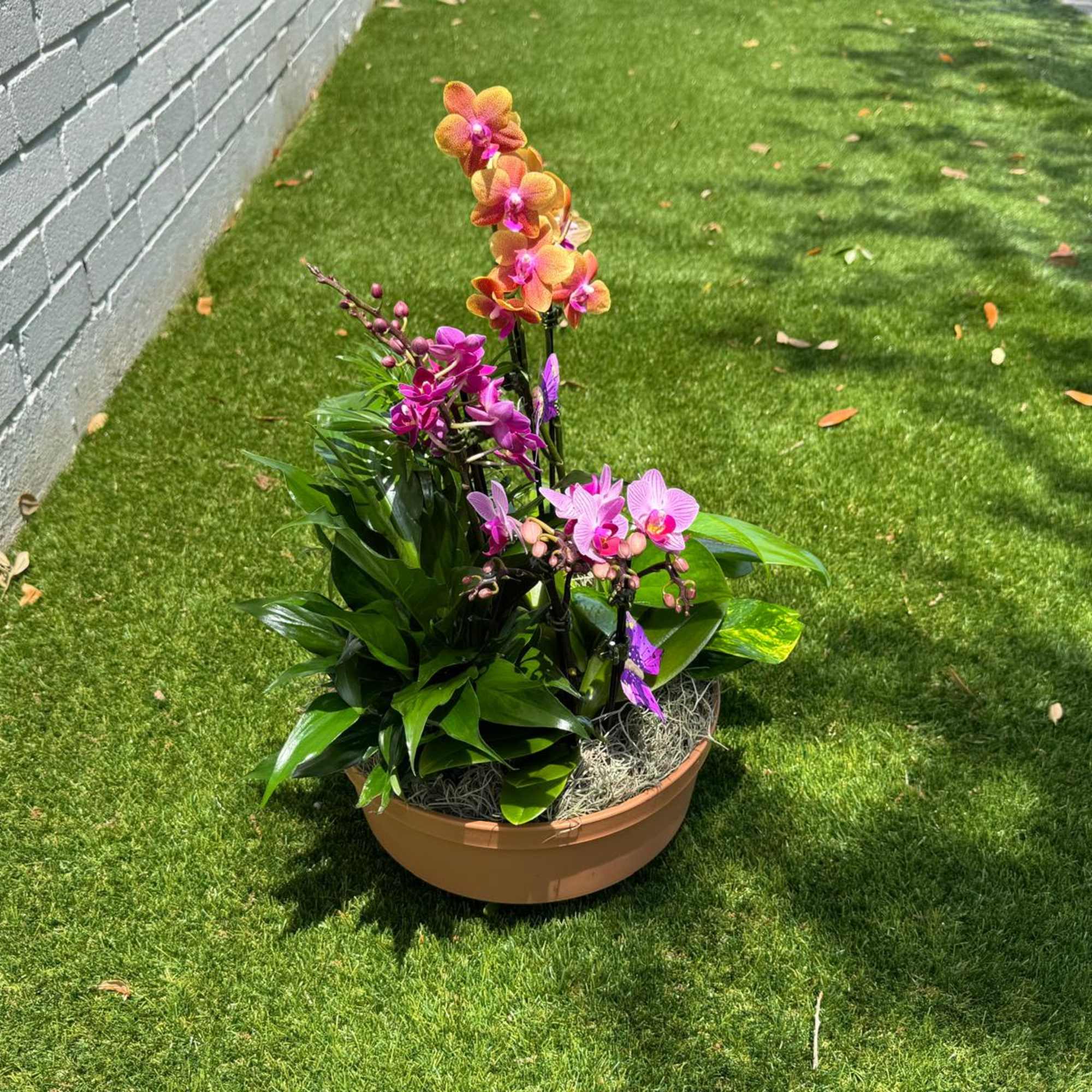 Potted orchid arrangement with pink and orange blooms, photo 3 of 4