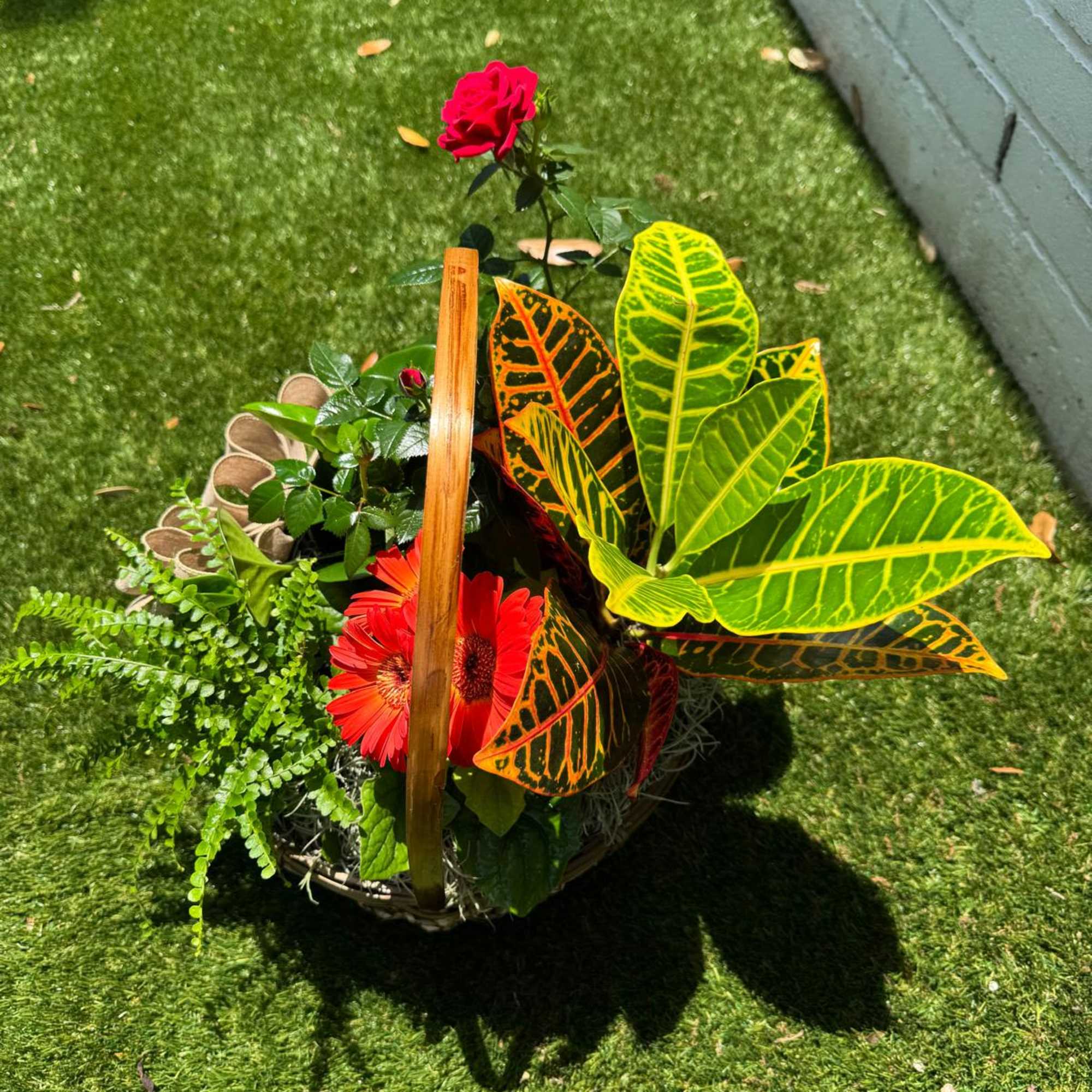 Basket arrangement with a red rose, red gerbera, and colorful croton leaves