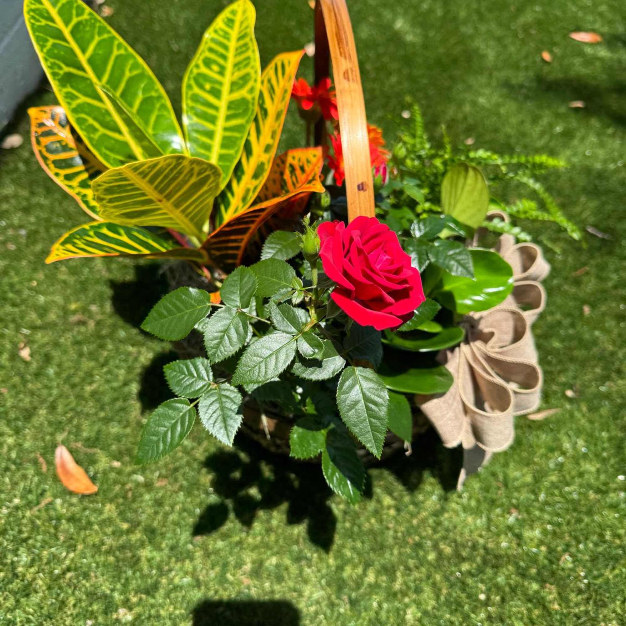 Potted arrangement with a red rose and colorful croton leaves