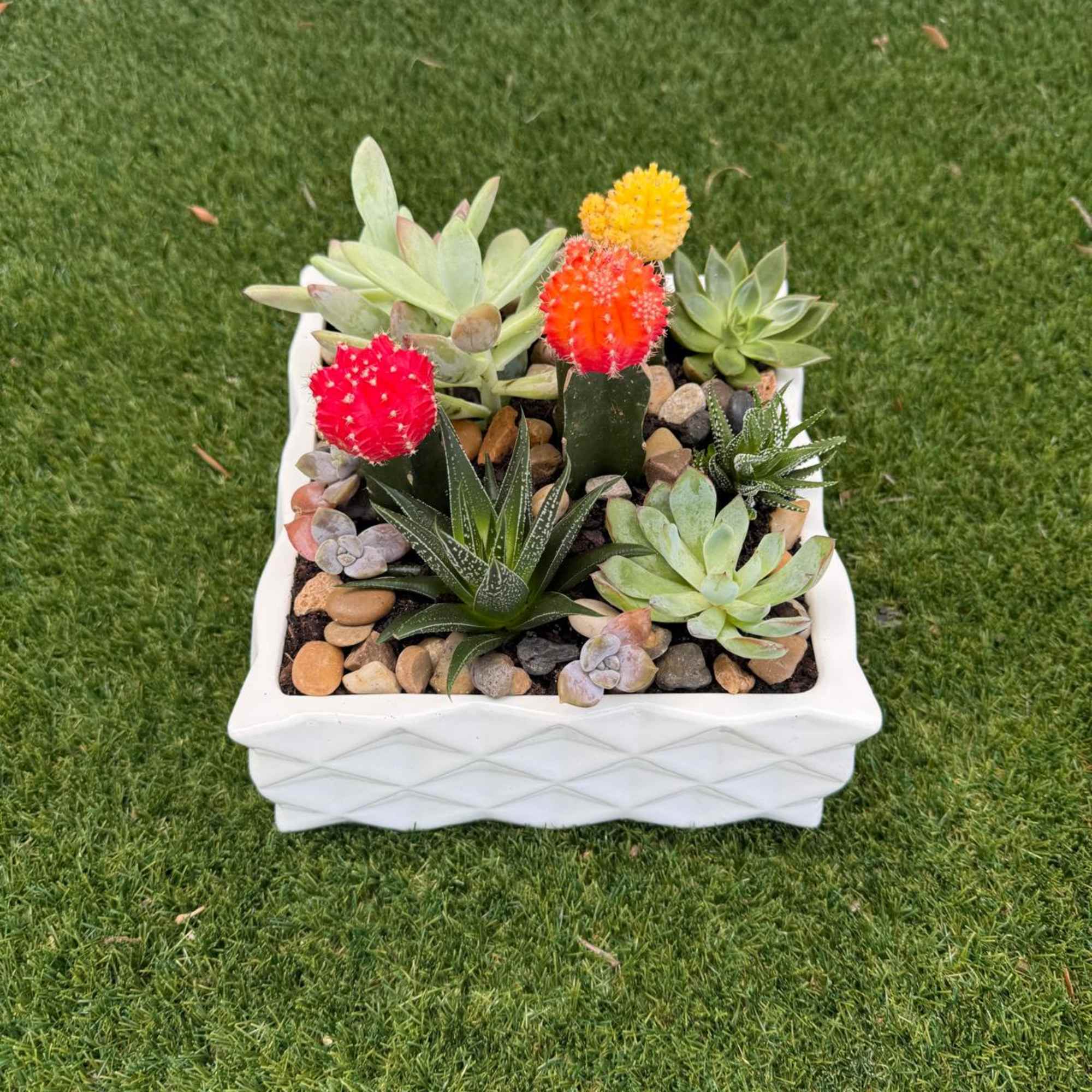 Succulent arrangement in a white square planter with colorful cactus tops