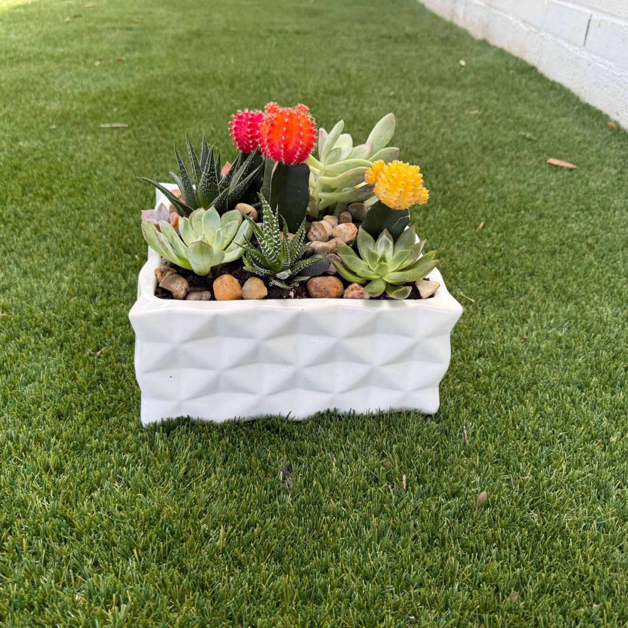 Succulent arrangement in a white textured planter