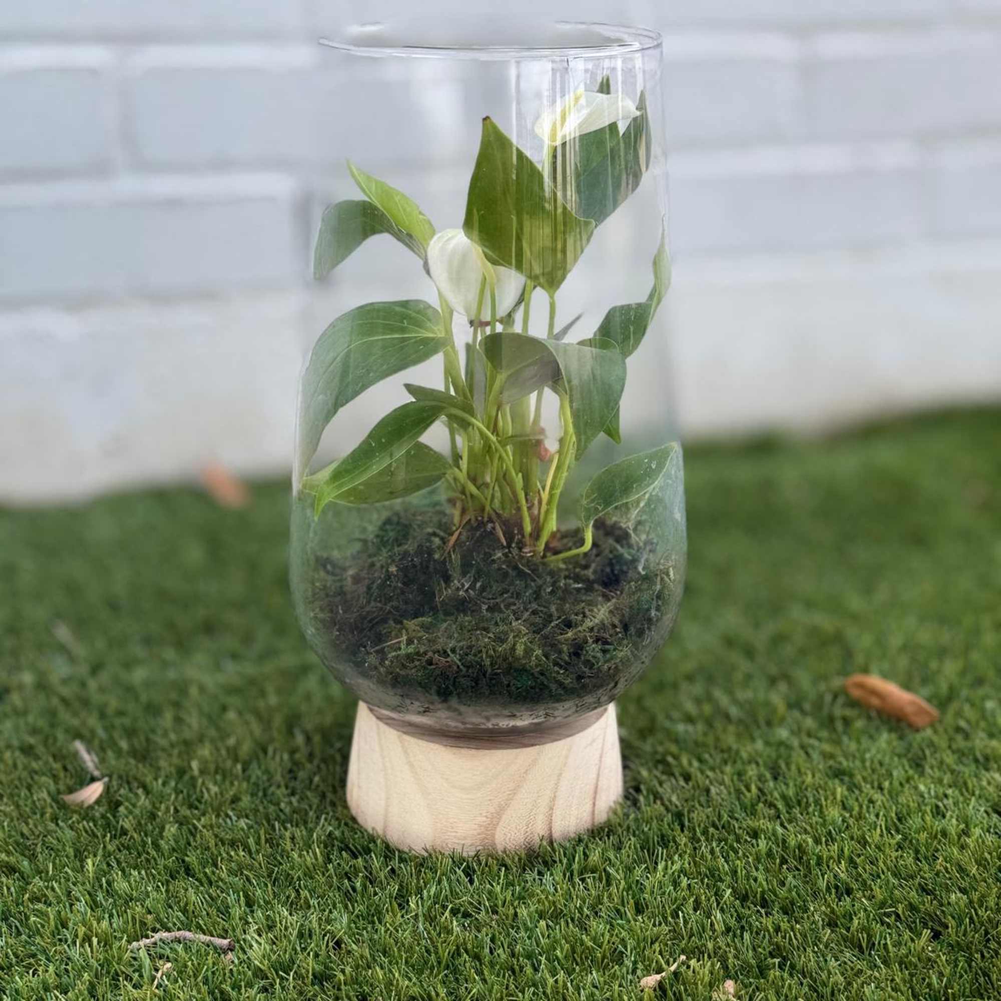Small potted plant in a clear glass vase with moss