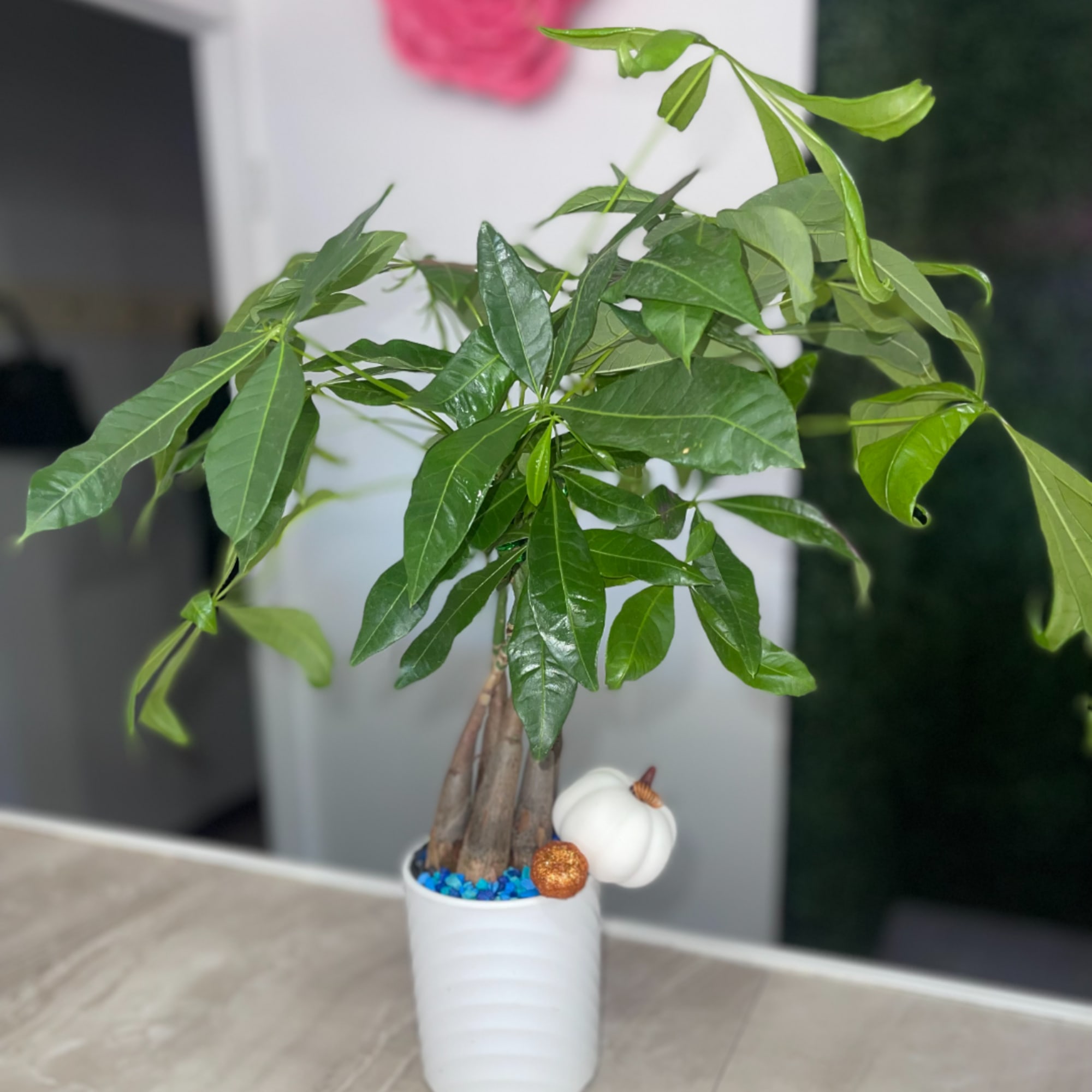 Potted green houseplant with glossy leaves in a white container