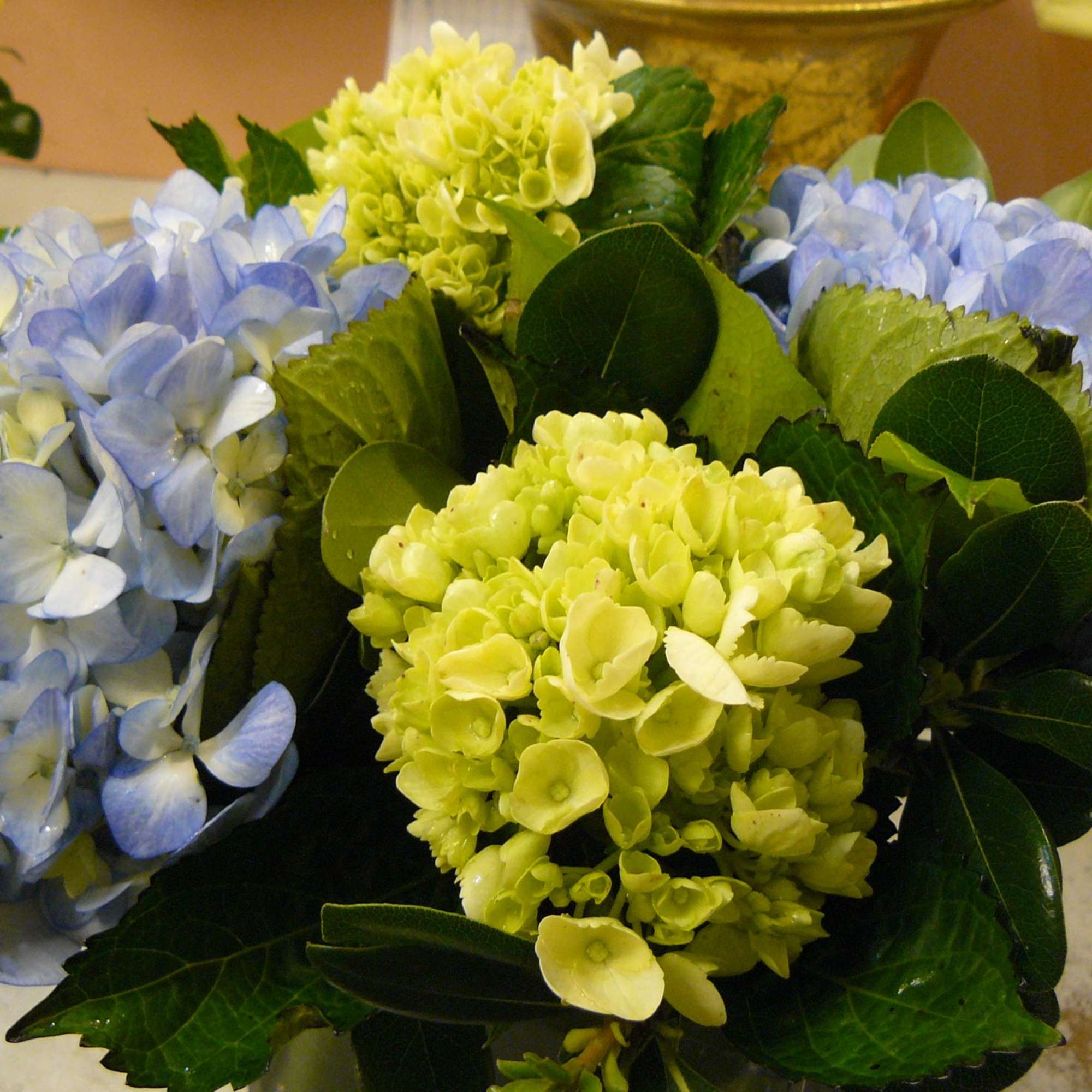 Bouquet of blue and green hydrangeas with dark green leaves