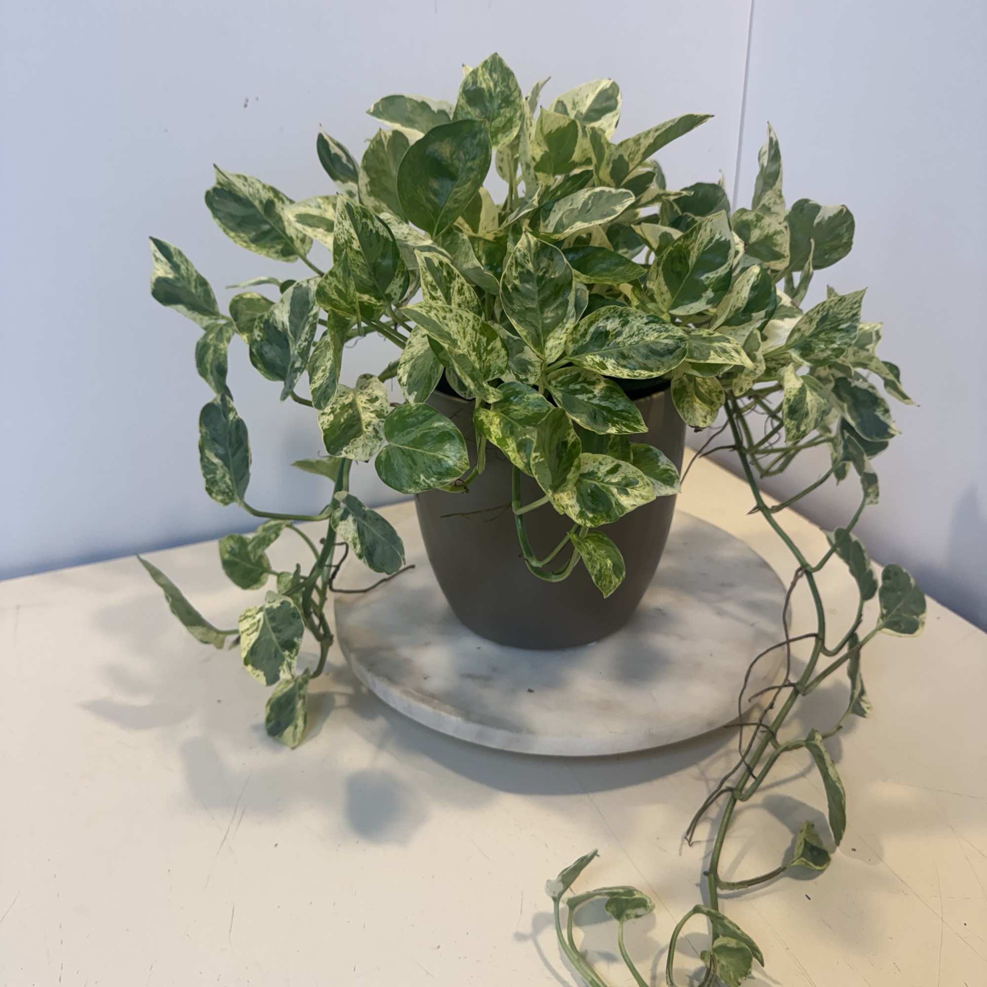 Variegated trailing houseplant in a dark pot on a round tray