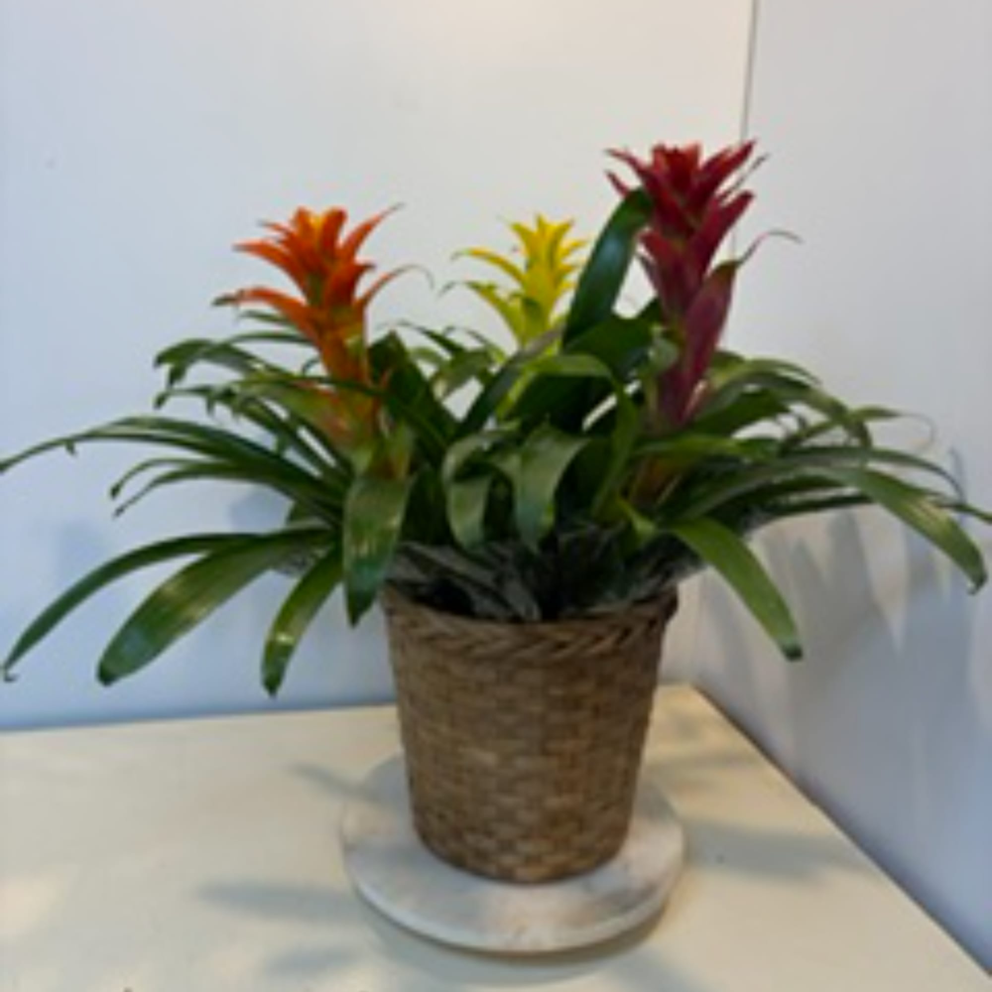 Potted bromeliad plant with orange, yellow, and red blooms