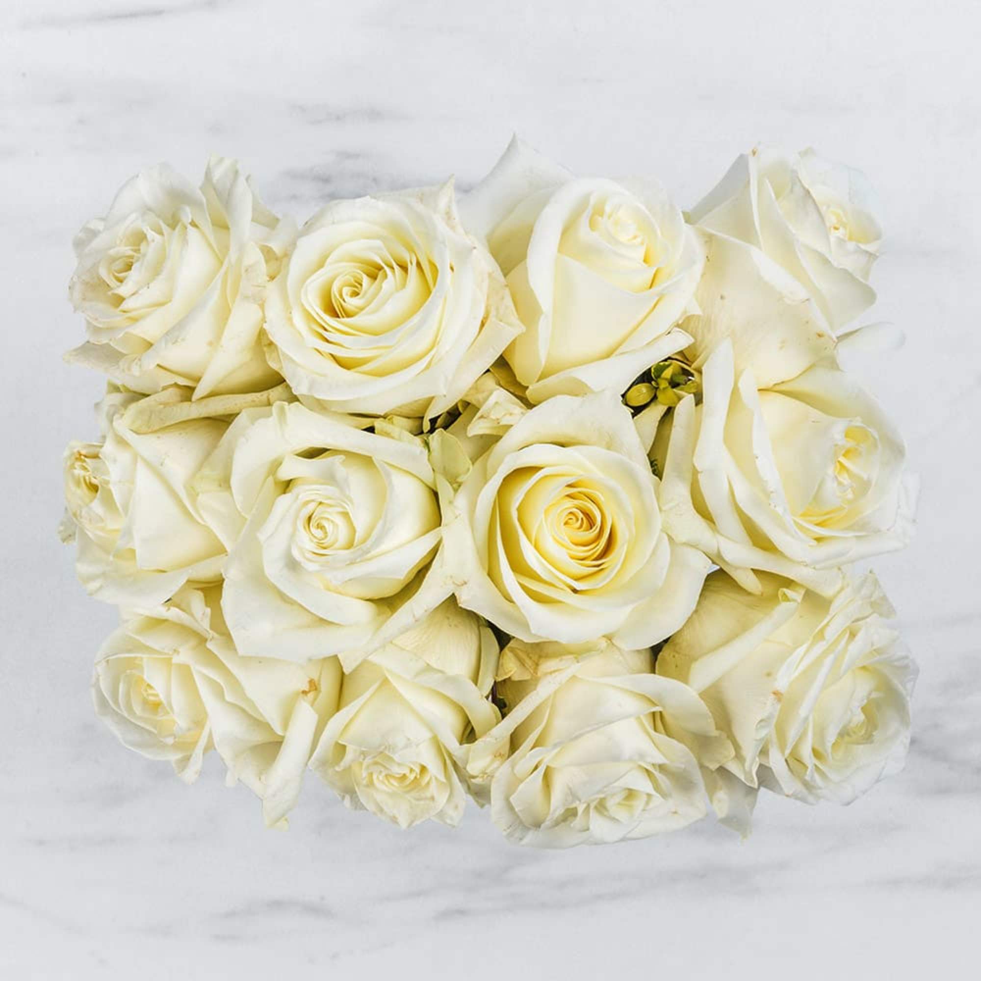 Bouquet of cream-white roses on a light background