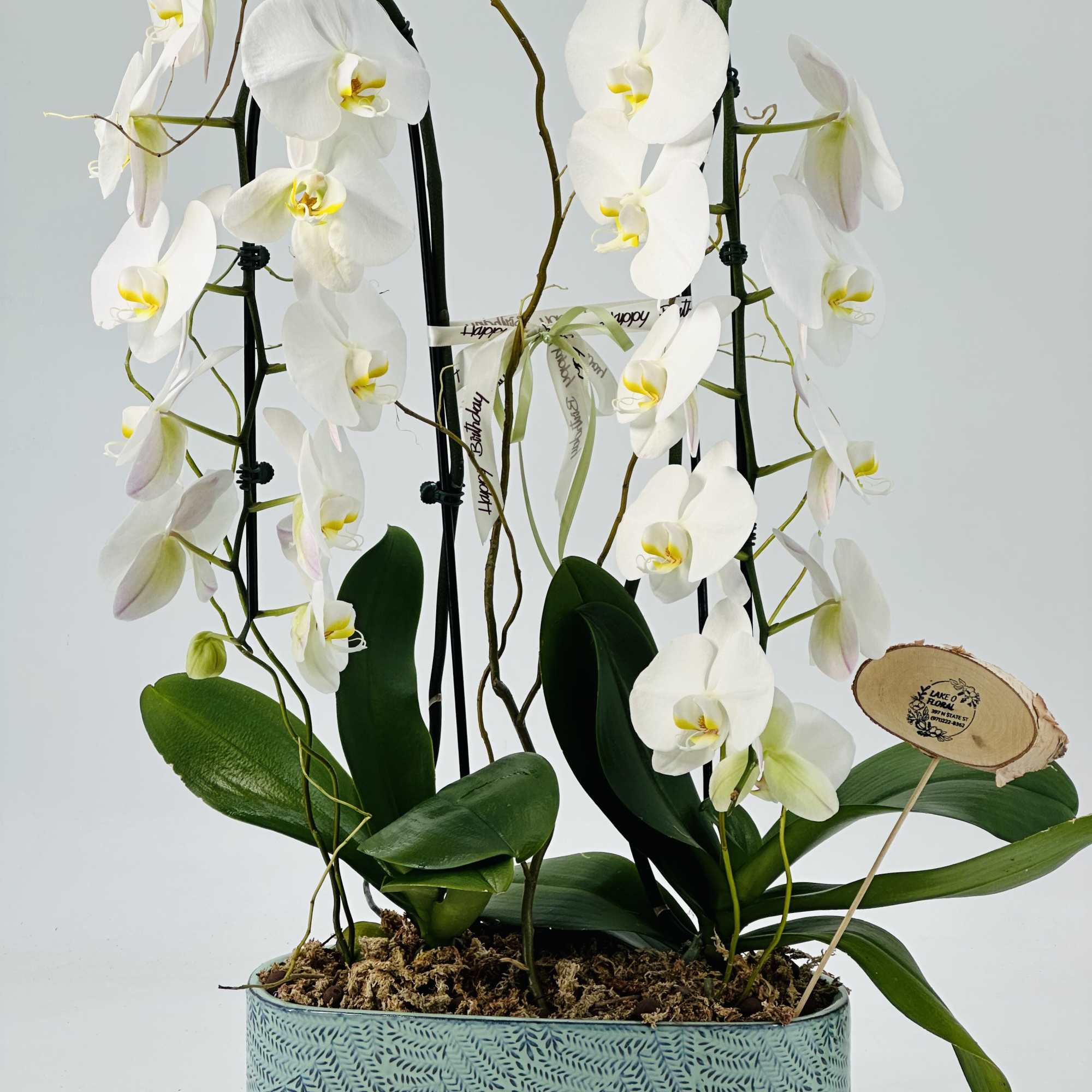 Send this gorgeous Orchids plant to show your recipient that  thinking