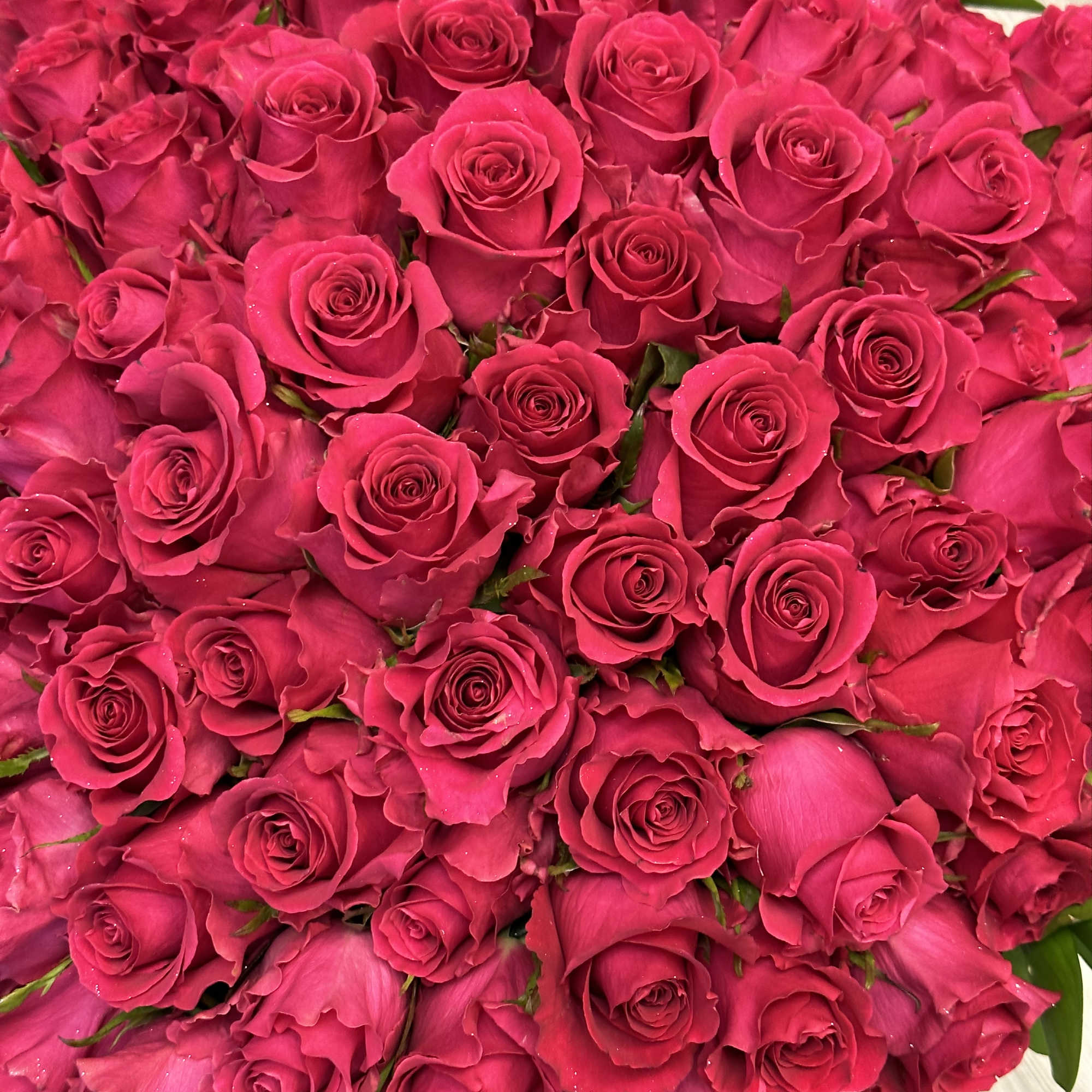 Dense bouquet of hot pink roses