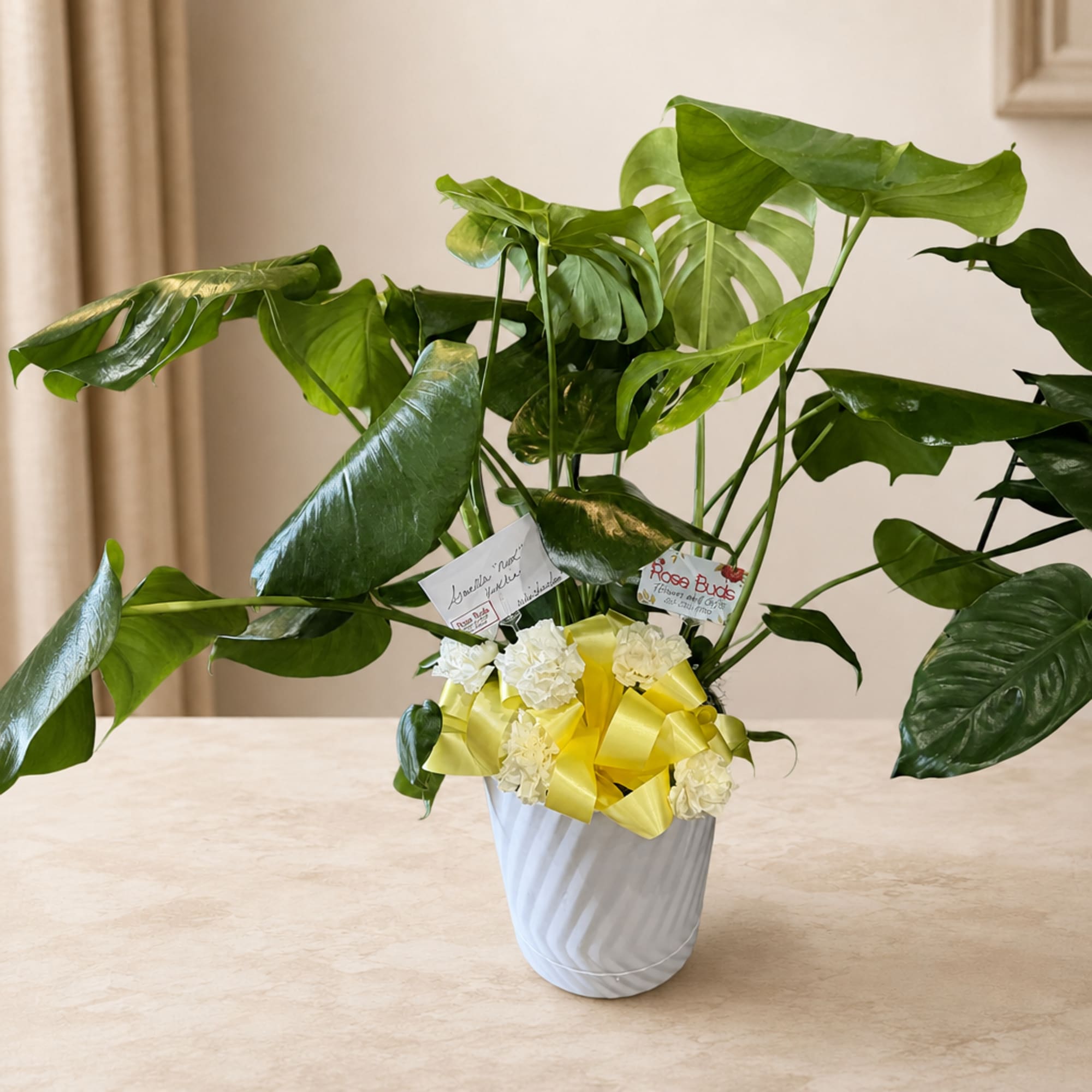 Potted monstera plant with a yellow ribbon and white flowers