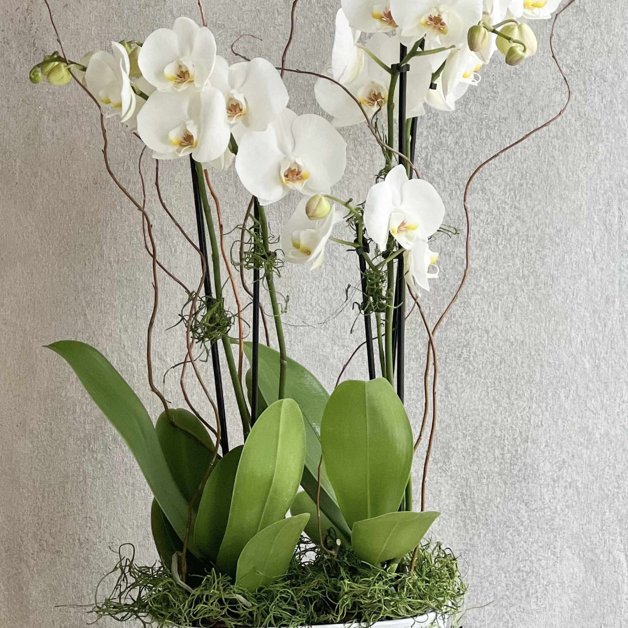 White orchids in a white planter with broad green leaves