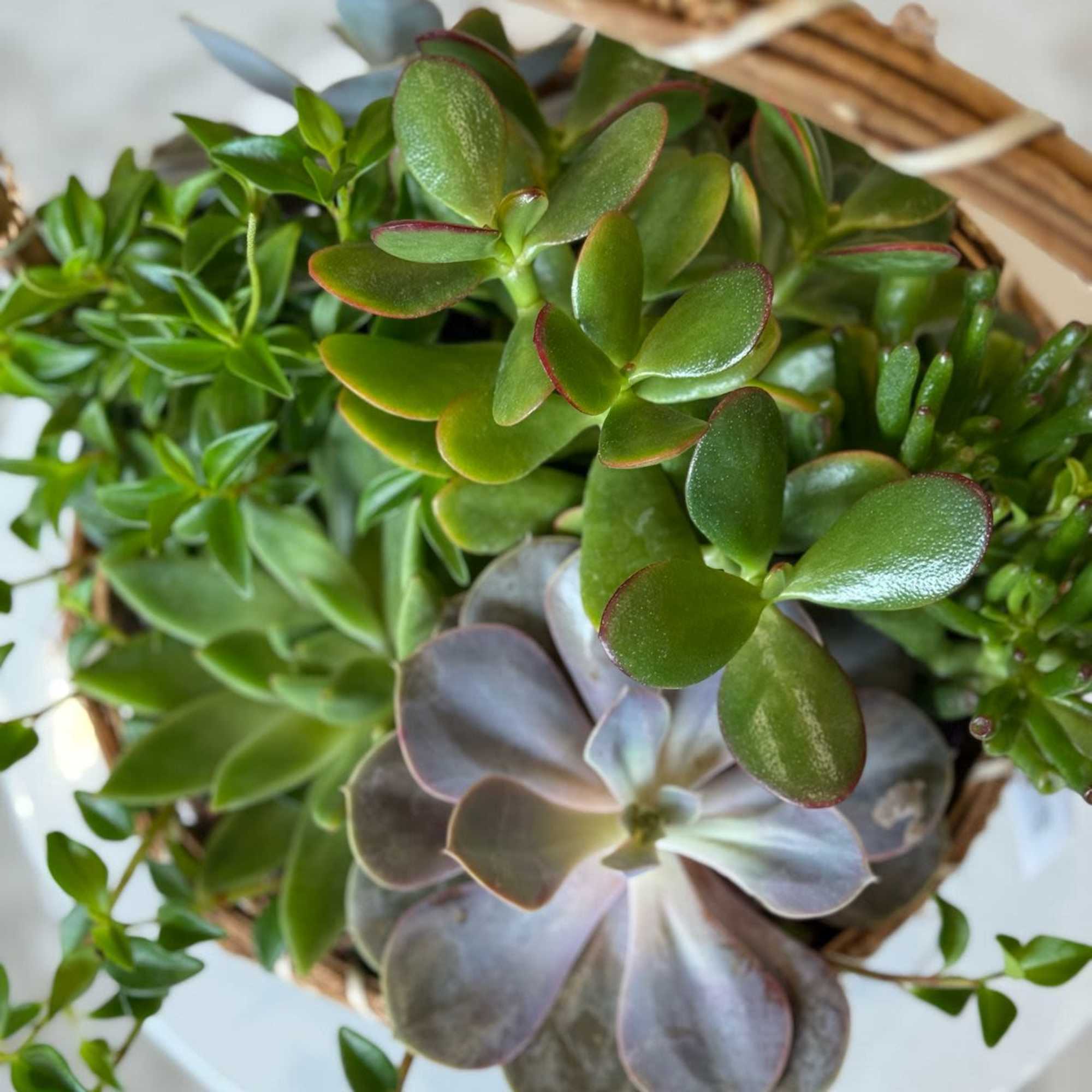 Basket of assorted succulents with thick green and purple leaves