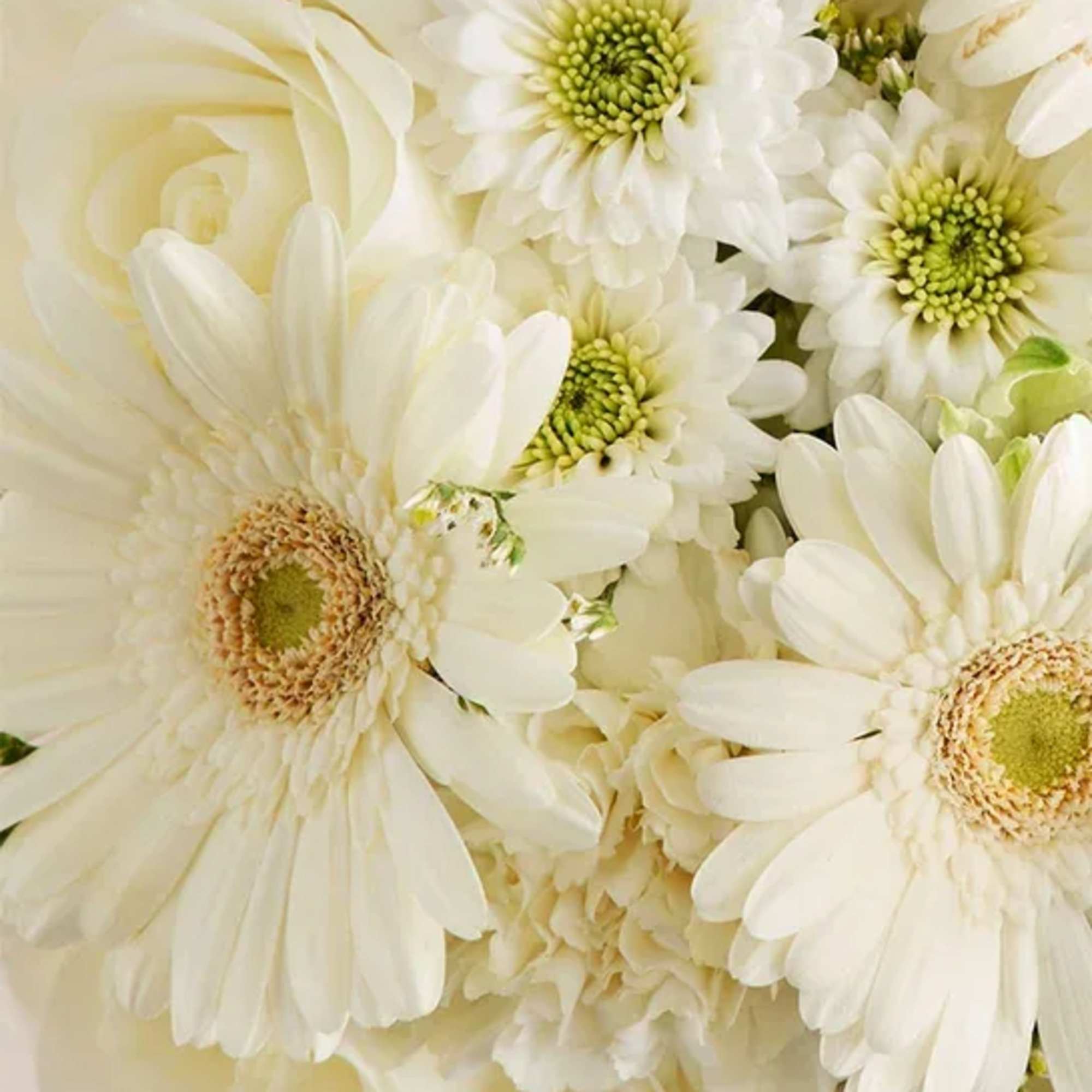 
A radiant bridal bouquet in pure white, featuring elegant gerberas, ranunculus, and