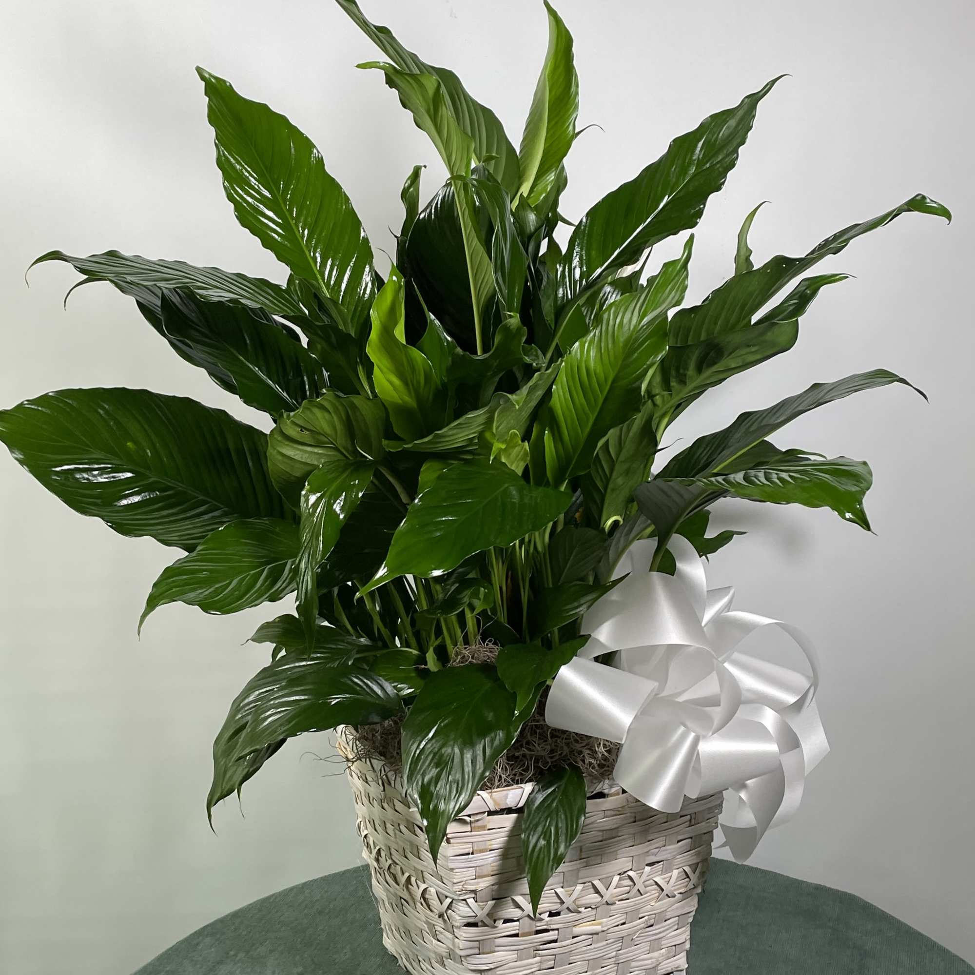 Lush green potted plant in a woven basket with a white ribbon