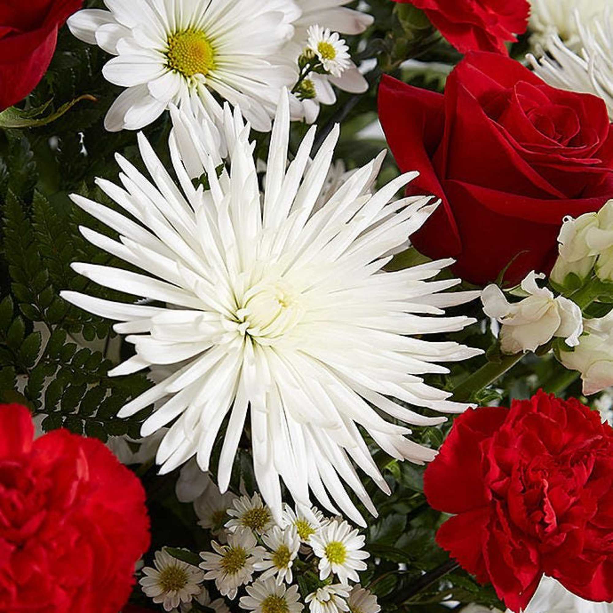 Red roses and white daisies in a mixed bouquet