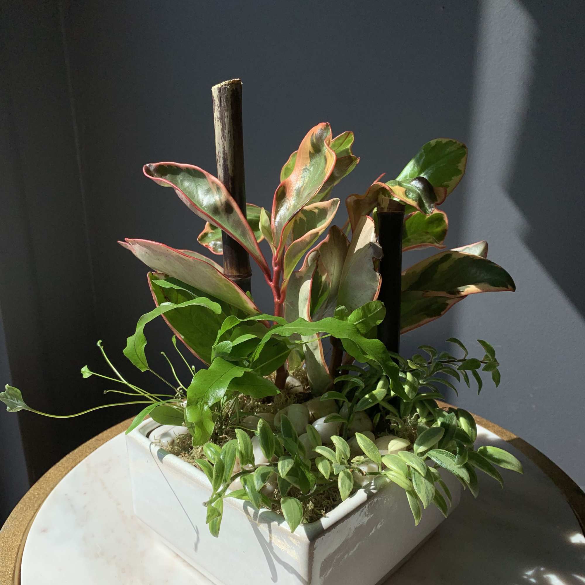 Potted tropical plant arrangement in a white square container