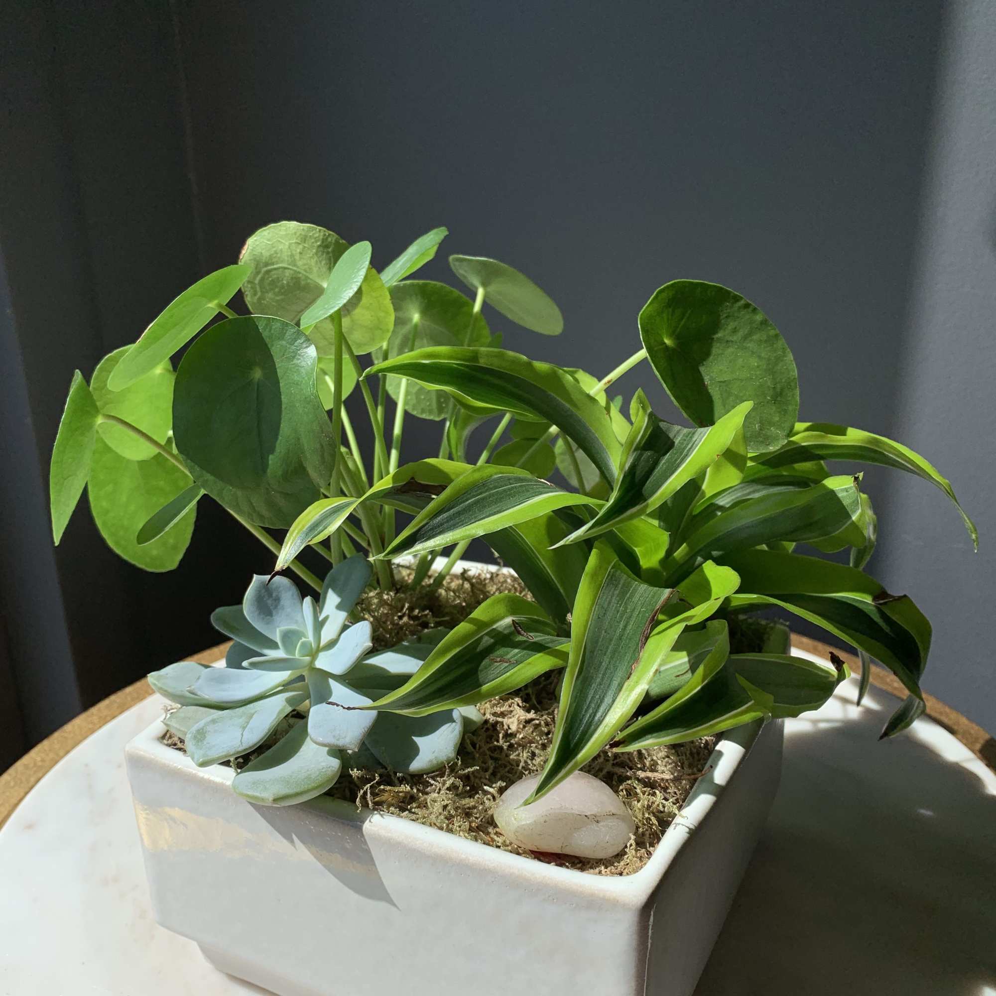 Mixed potted succulents and leafy plants in a white square planter