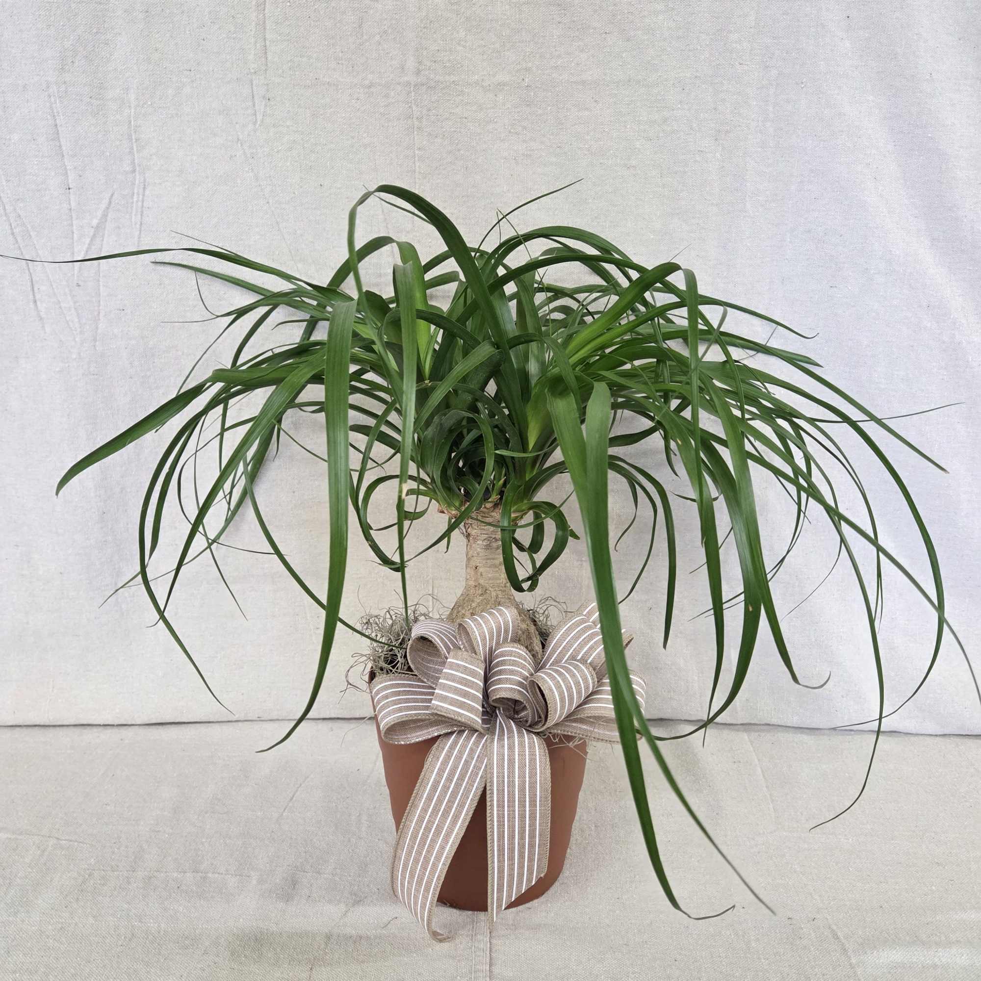 Potted green houseplant with long arching leaves in a terracotta pot with a striped bow