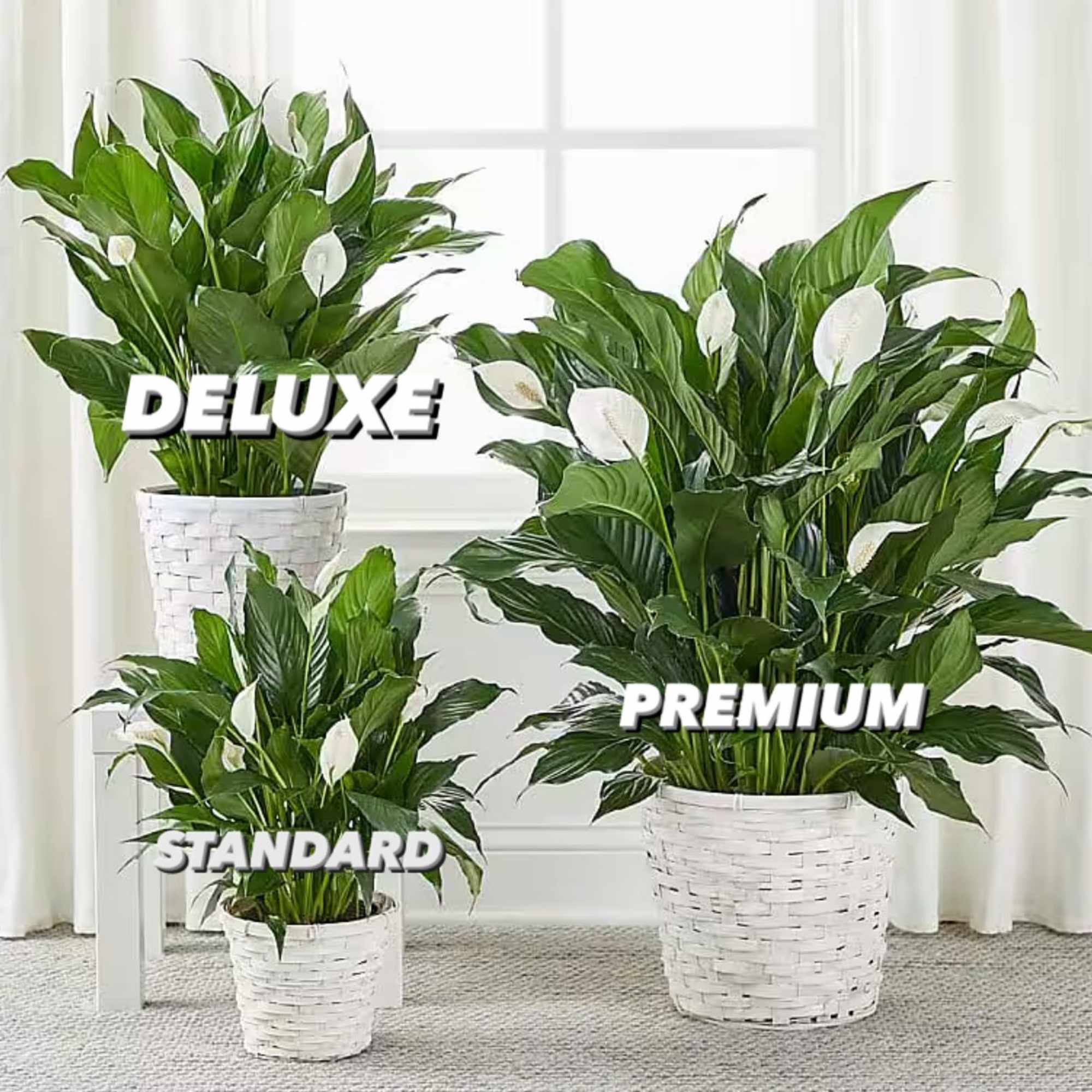 Potted peace lilies in white woven baskets, shown in three sizes.