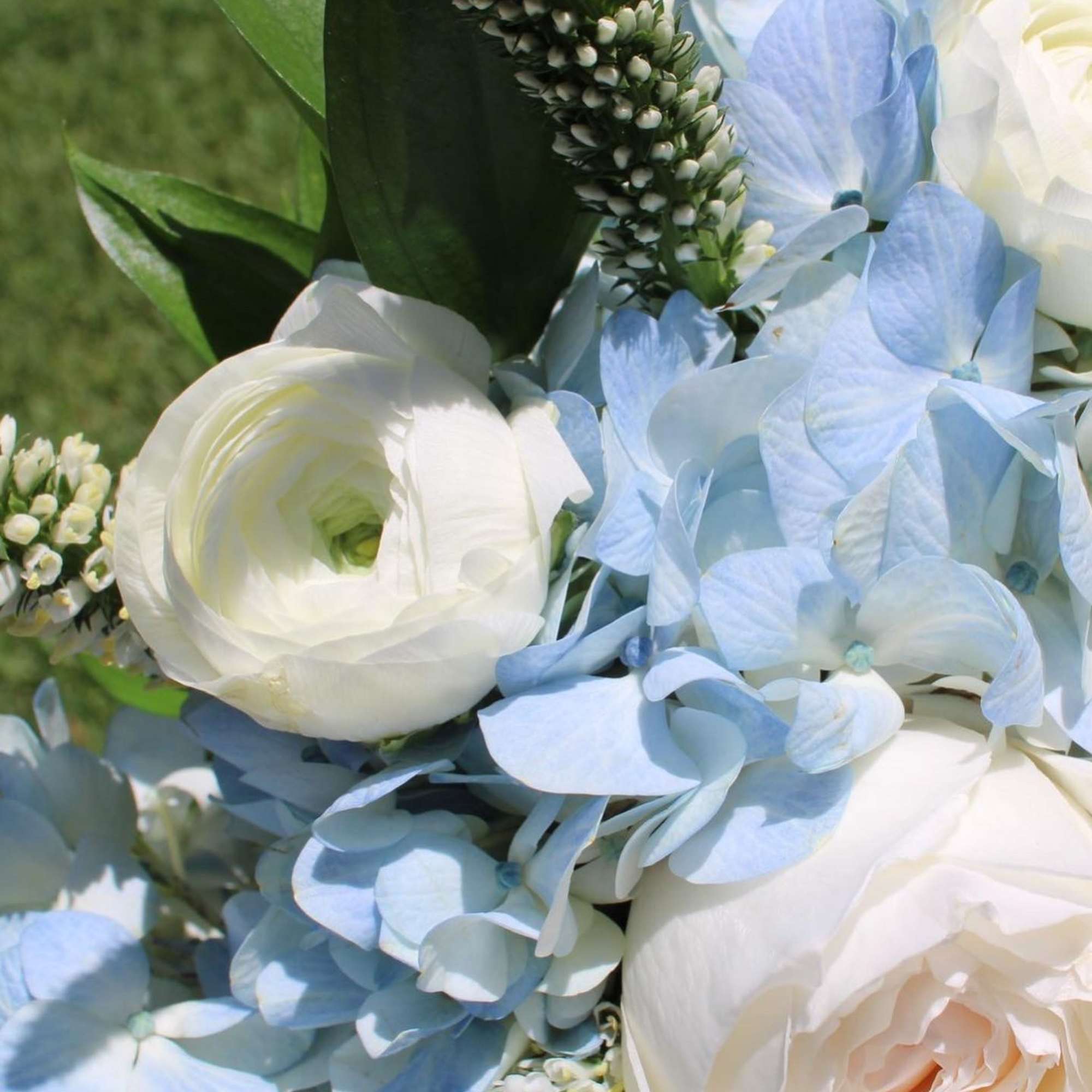 White roses and pale blue hydrangeas in a bouquet