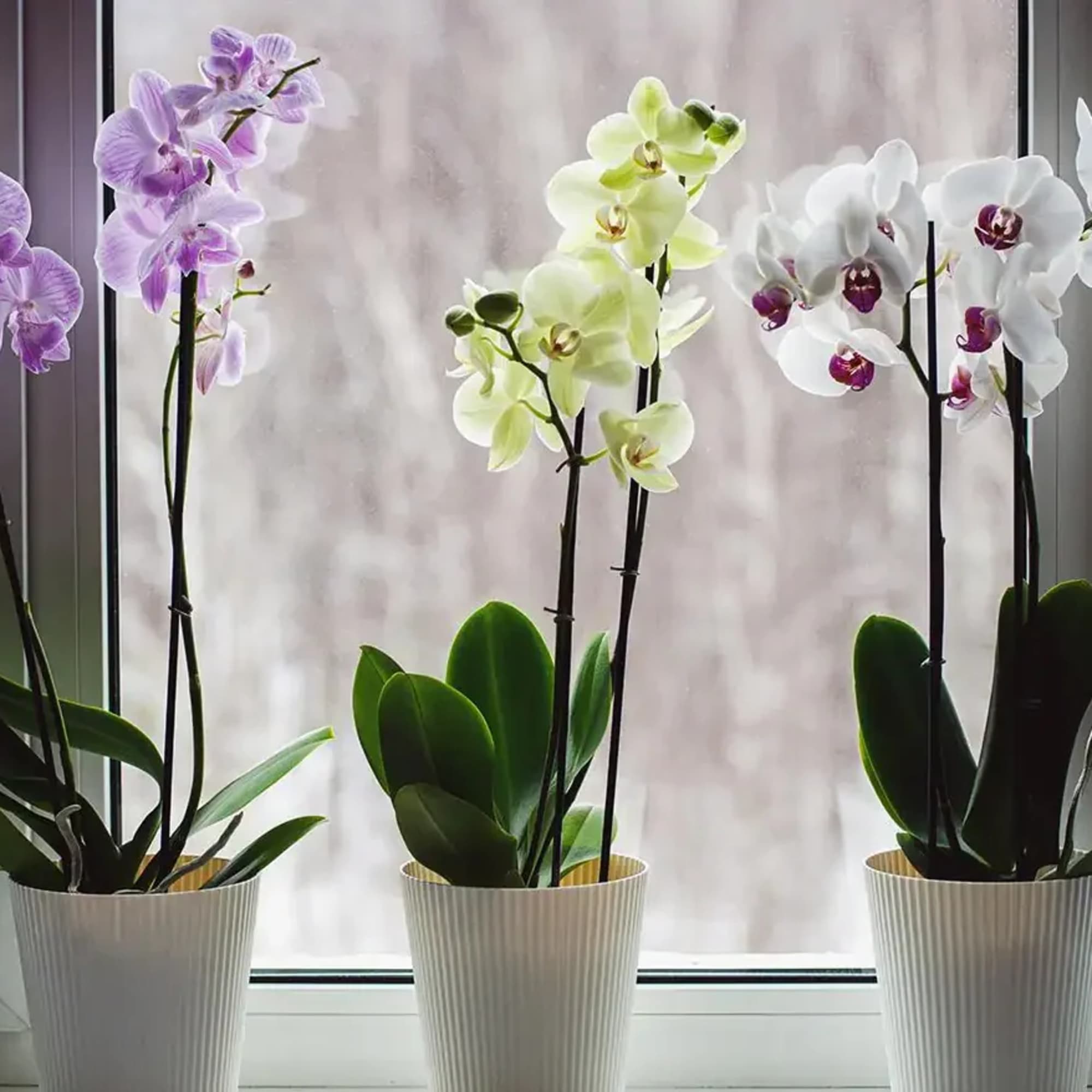 Three potted orchids in purple, green, and white blooms on a windowsill