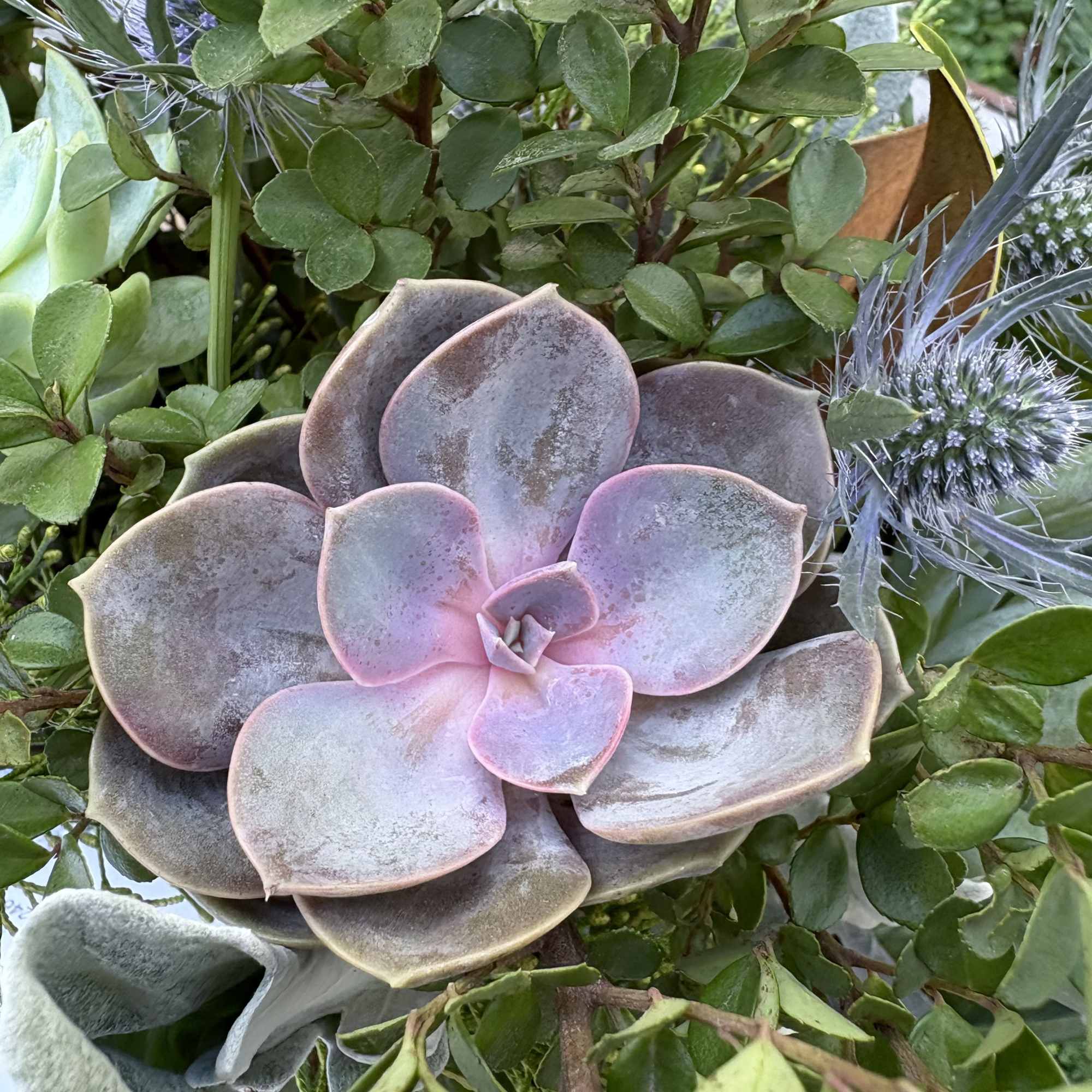 Close-up of a succulent arrangement with a pink rosette center
