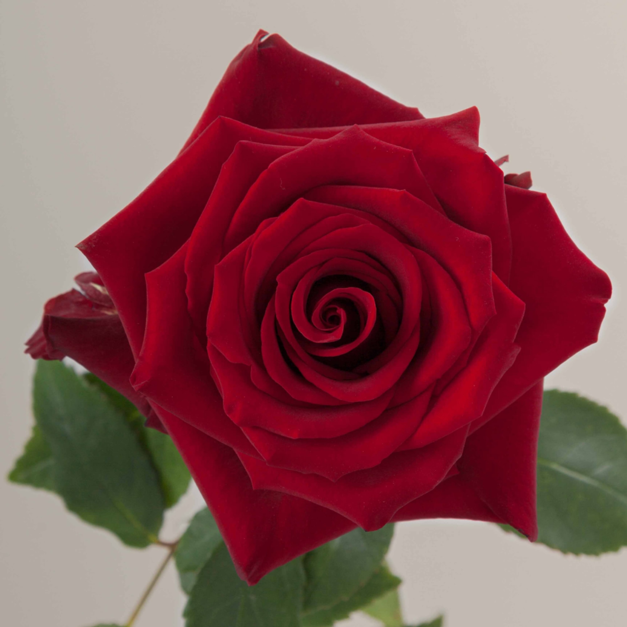 Single red rose bloom with green leaves on a plain background