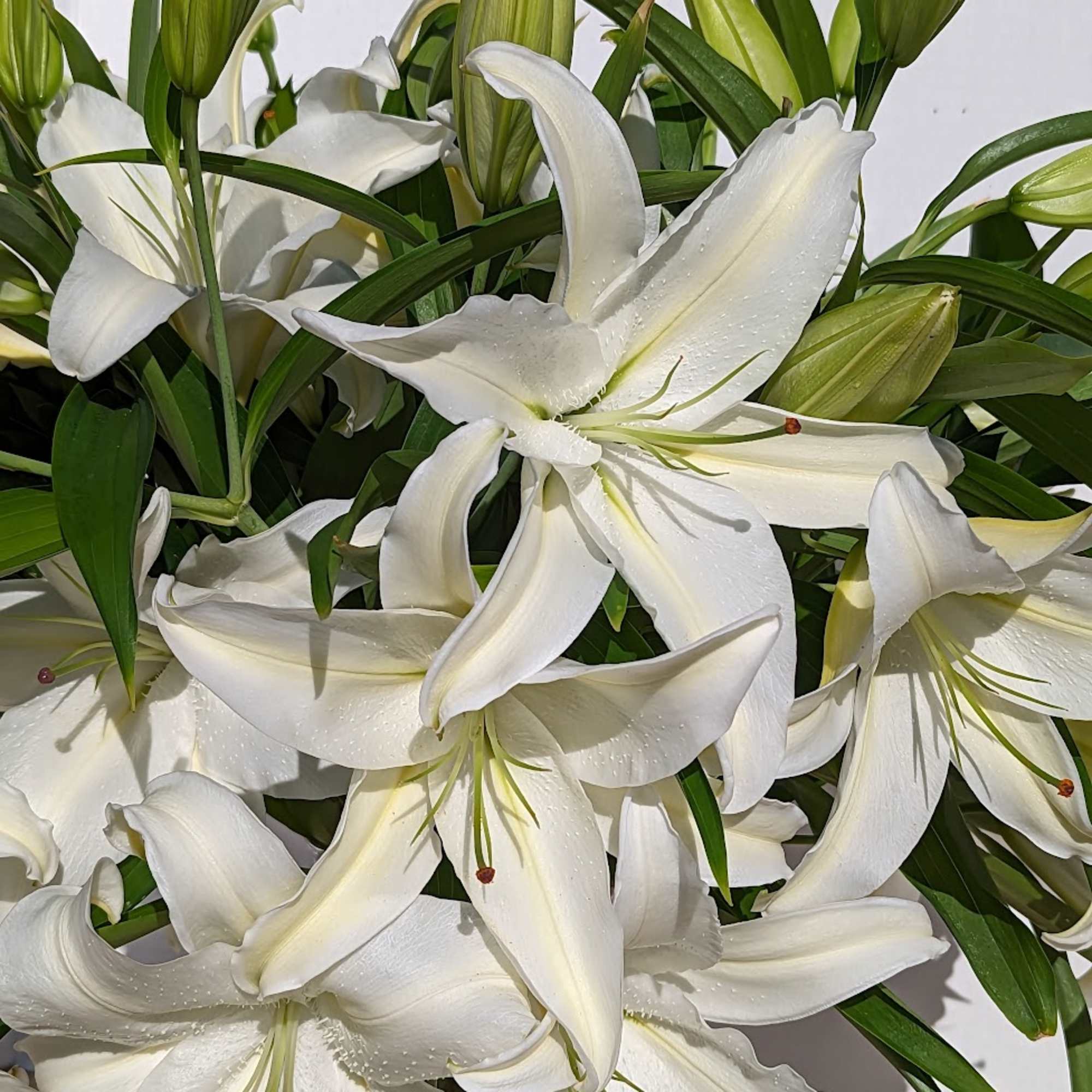 Bouquet of white lilies with green buds