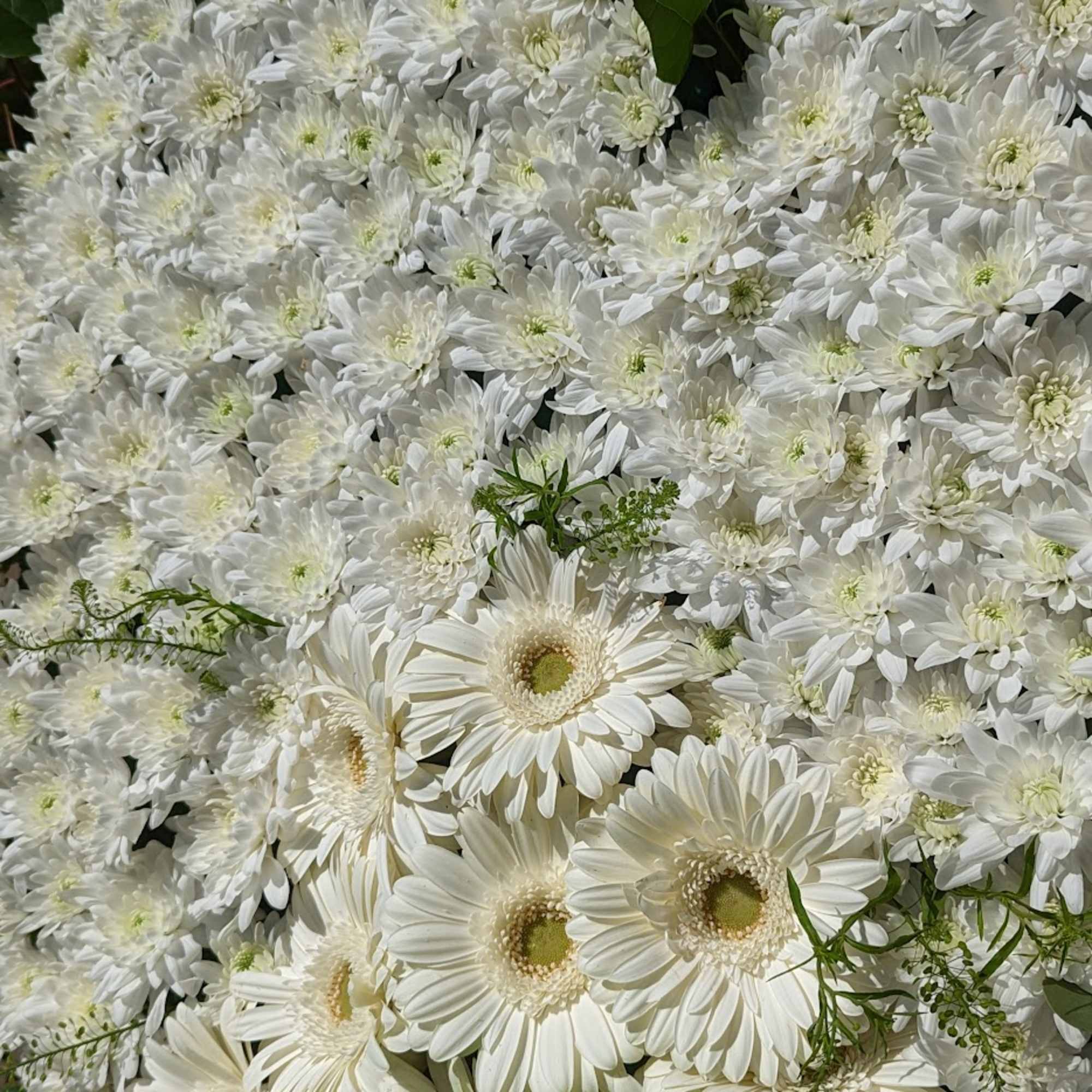 White daisy and gerbera bouquet with green ribbon