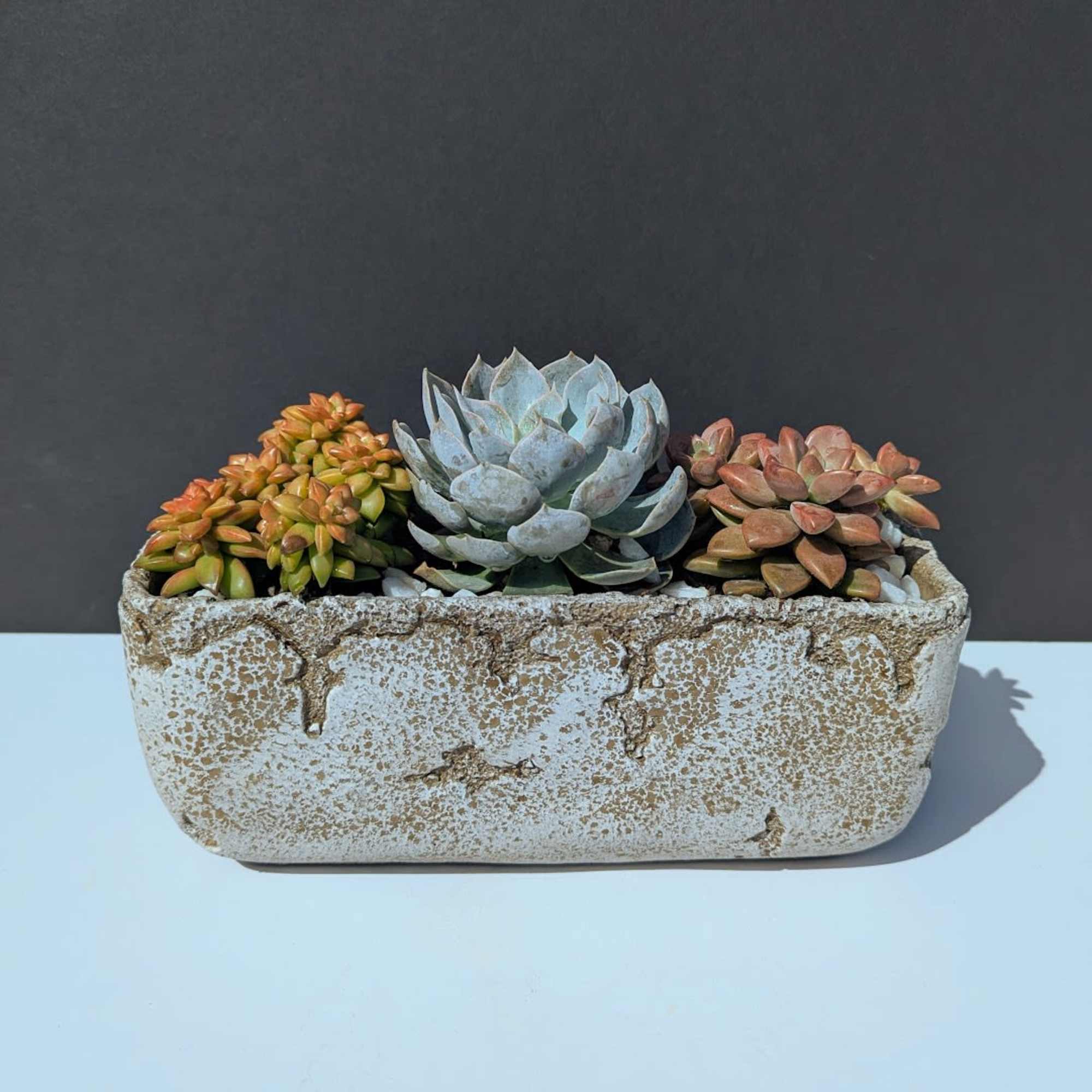 Succulent Dish Garden

Bring a touch of natural beauty into any space with