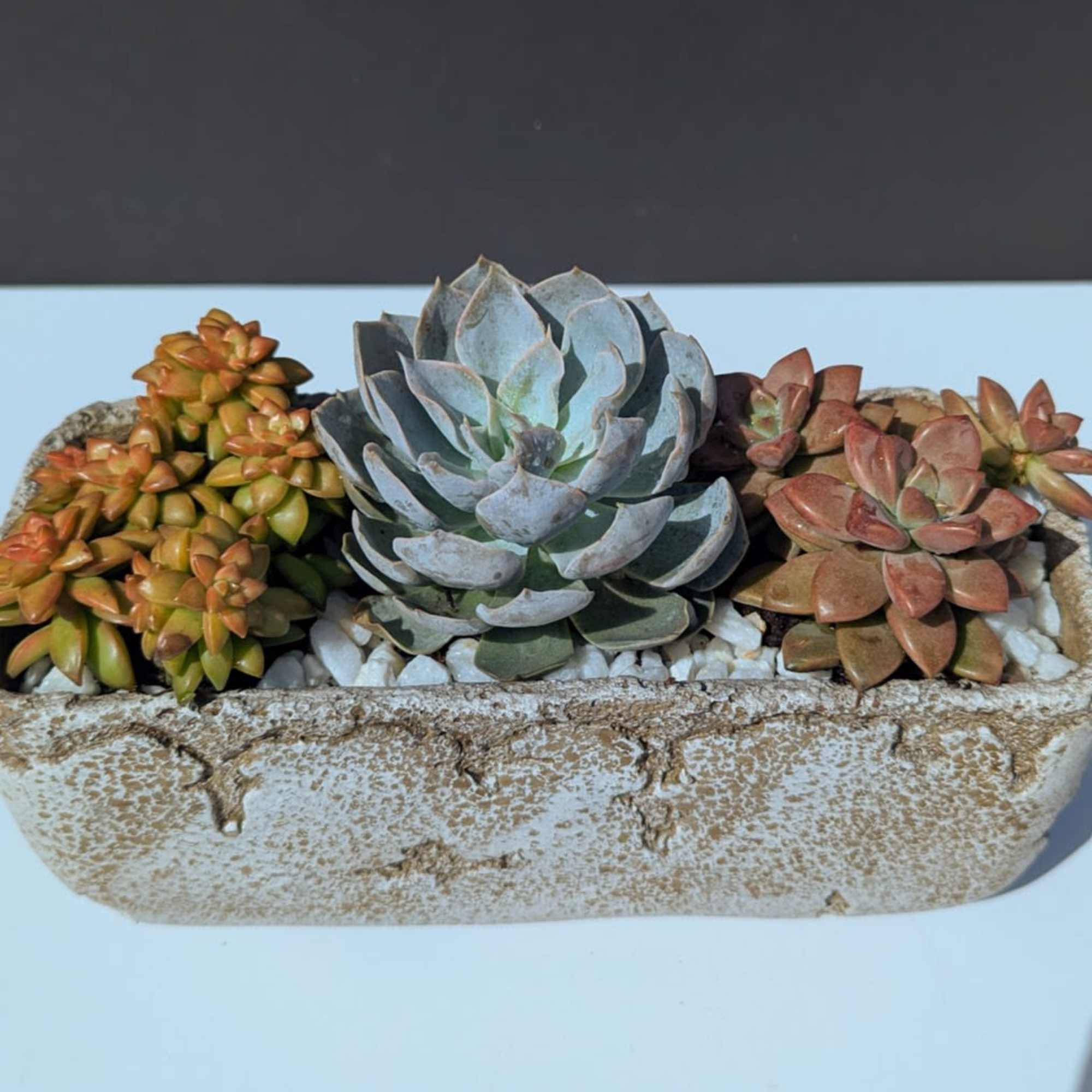 Succulent Dish Garden

Bring a touch of natural beauty into any space with, photo 2 of 2