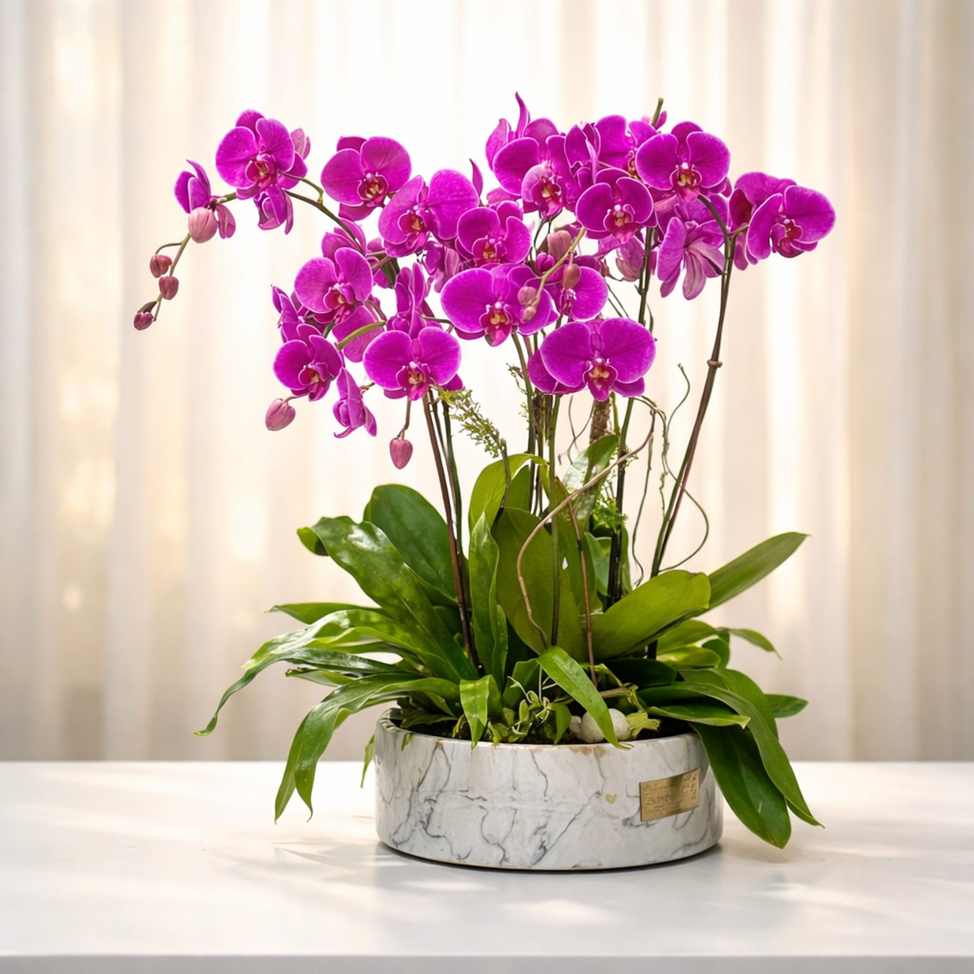 A cluster of vivid pink and magenta Phalaenopsis orchids archs gracefully from, photo 2 of 3