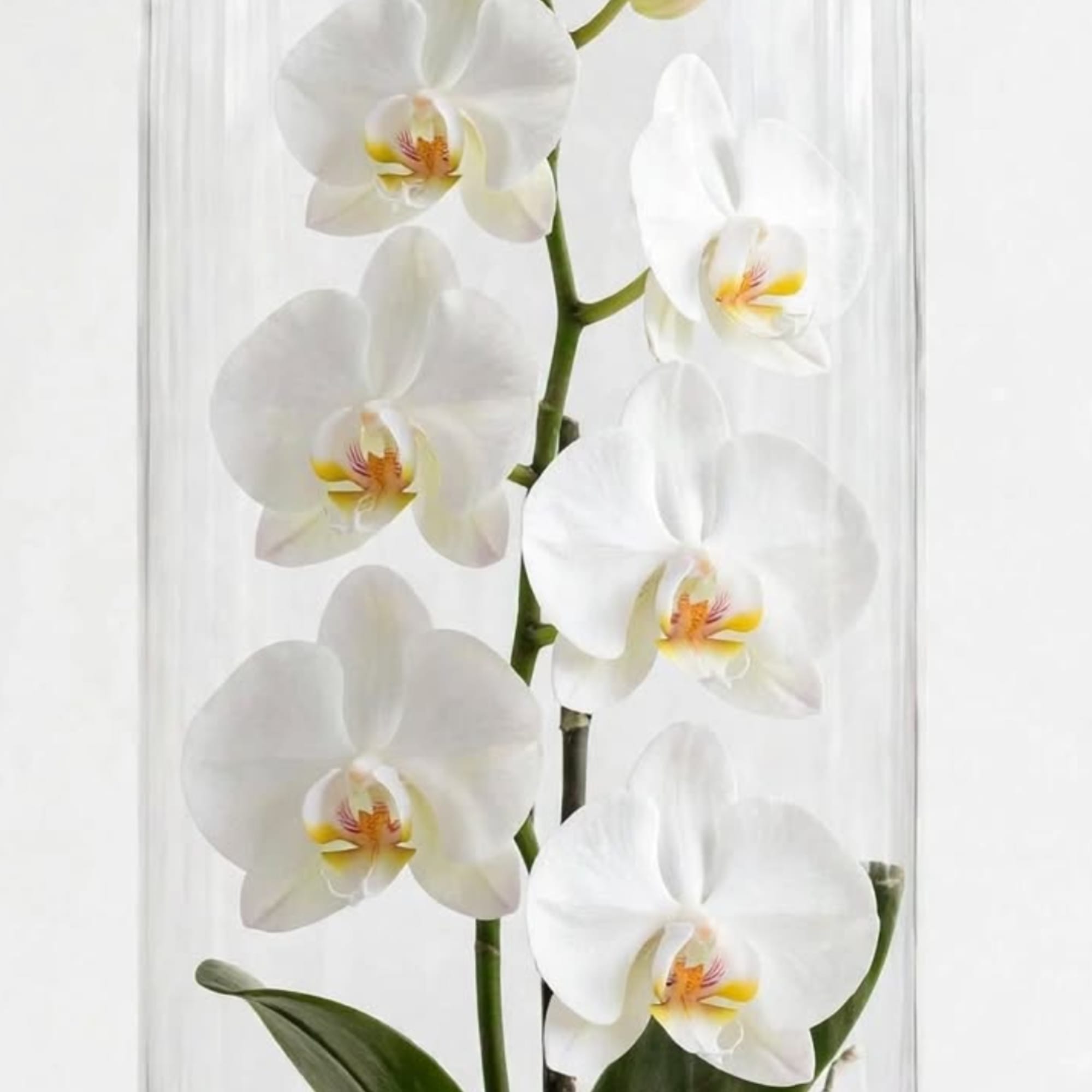 White orchid blooms in a clear glass vase