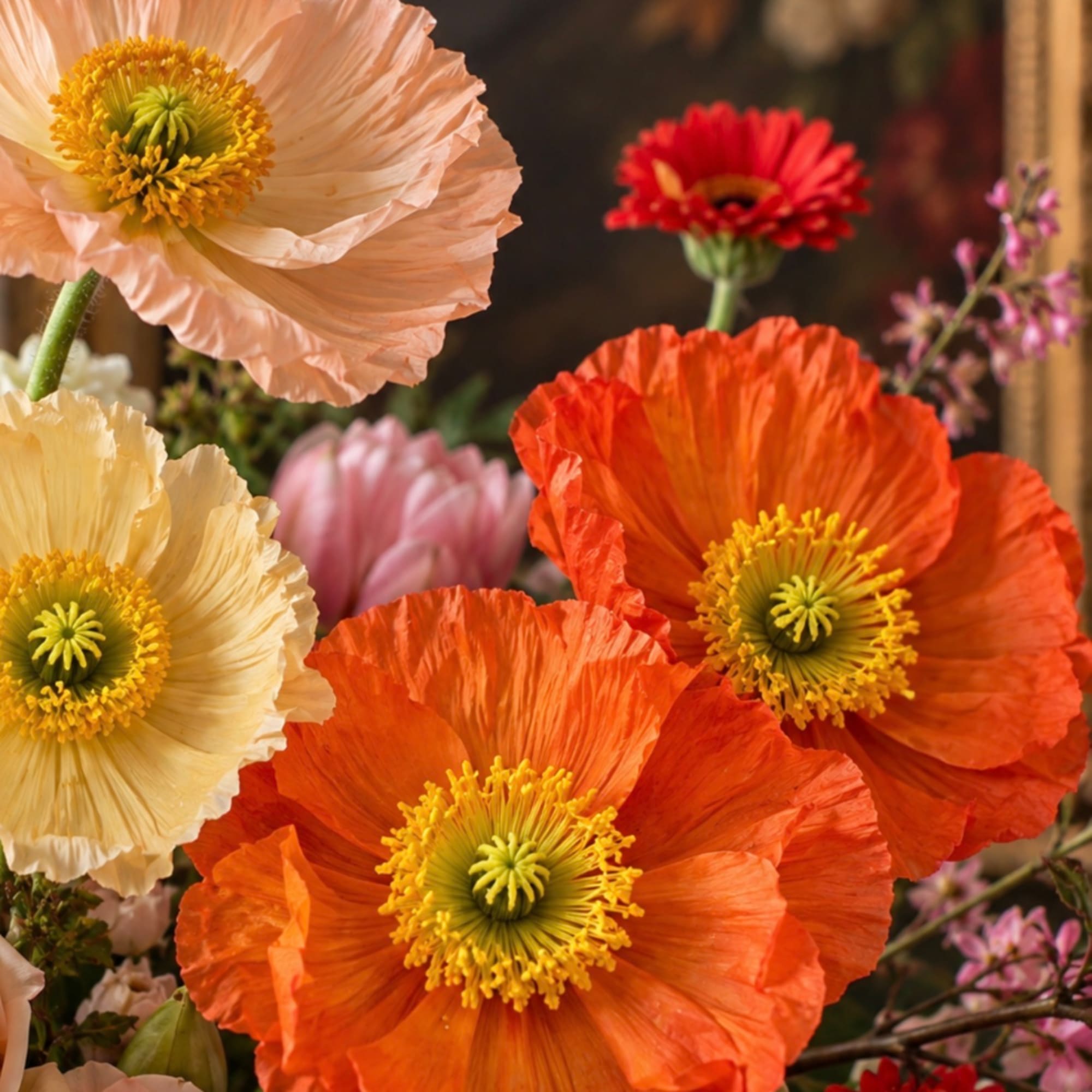 Close-up of colorful poppy-like flowers in orange, cream, and red.