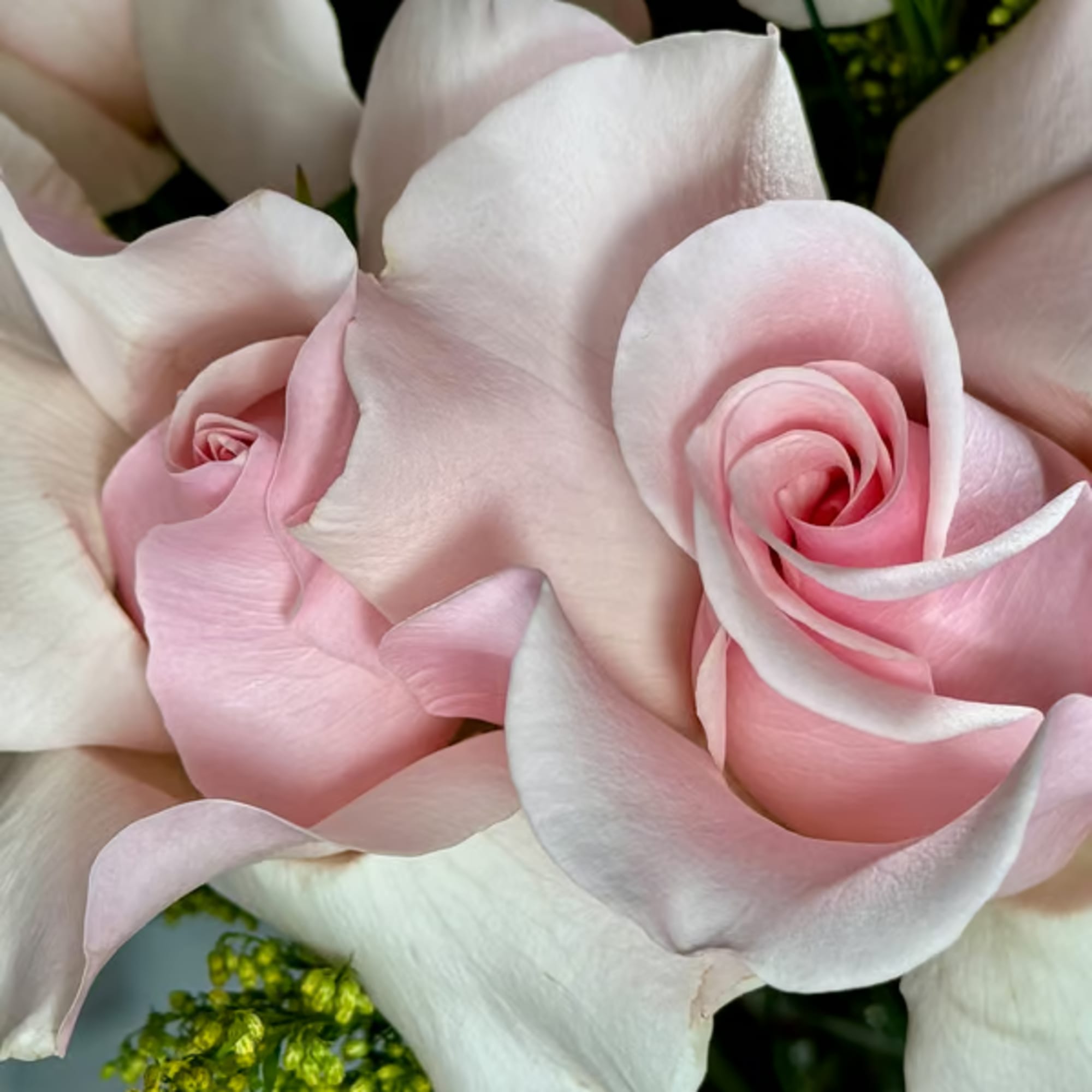 Close-up bouquet of pale pink and white roses