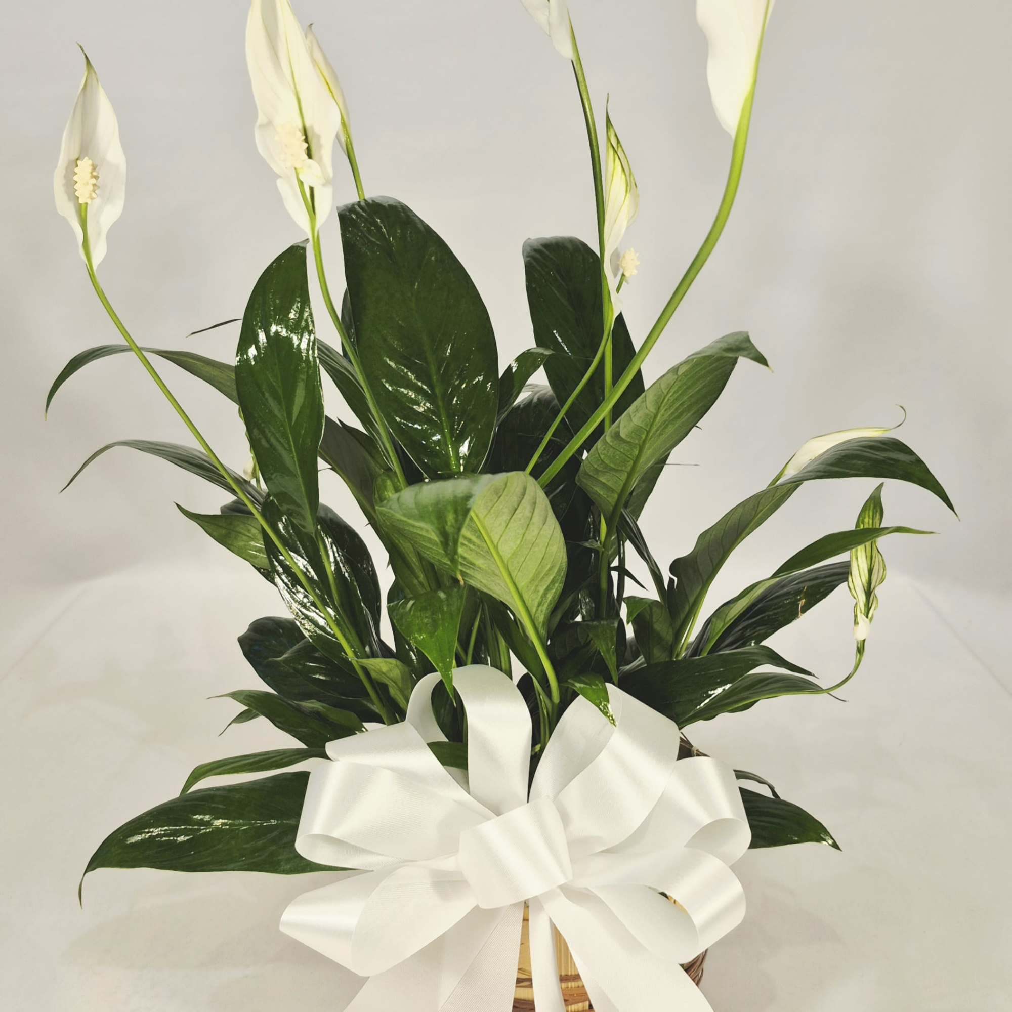 A lush peace lily plant with glossy green leaves and graceful white