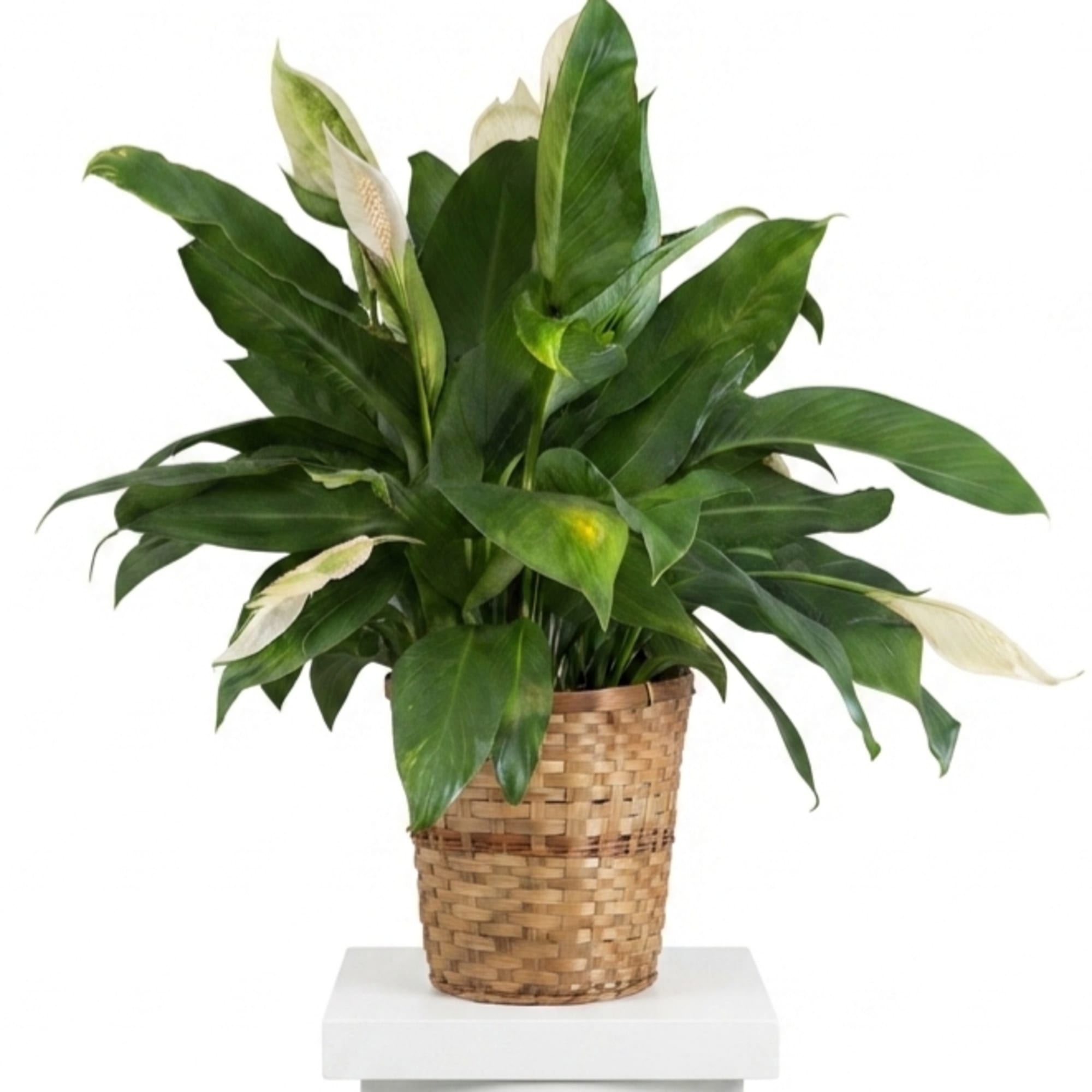 A lush peace lily plant with glossy green leaves and graceful white