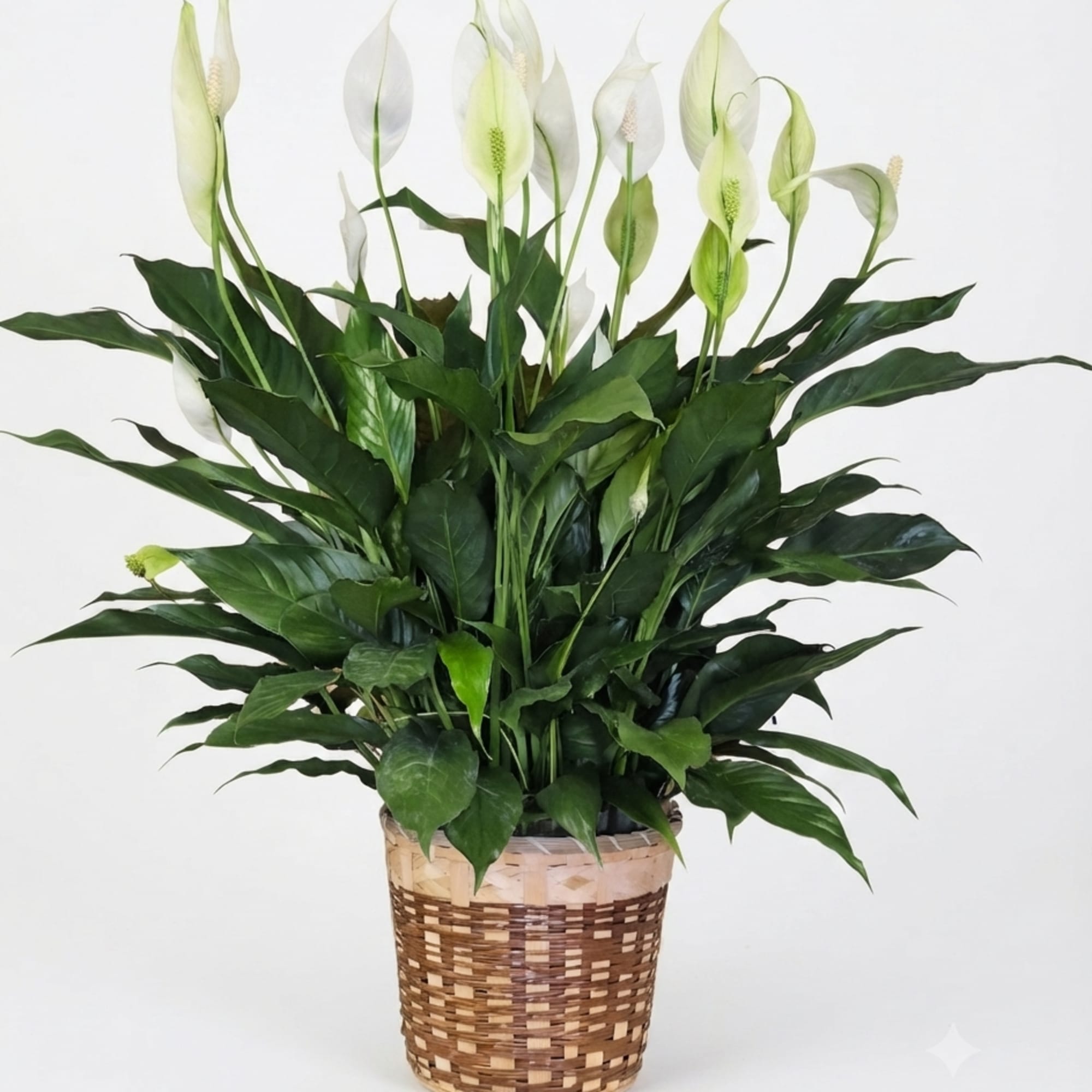 A lush peace lily plant with glossy green leaves and graceful white