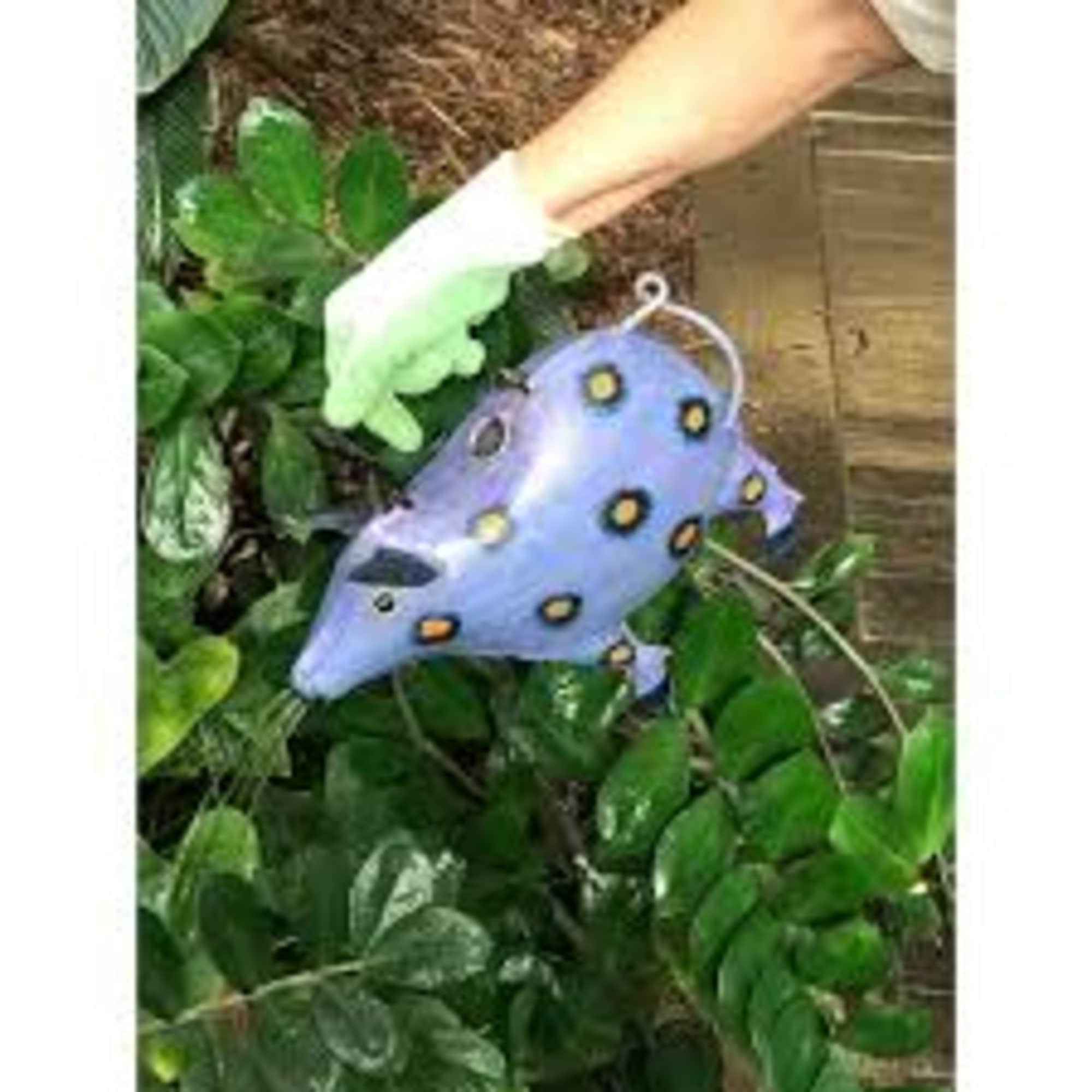 Blue fish-shaped hanging ornament among green foliage