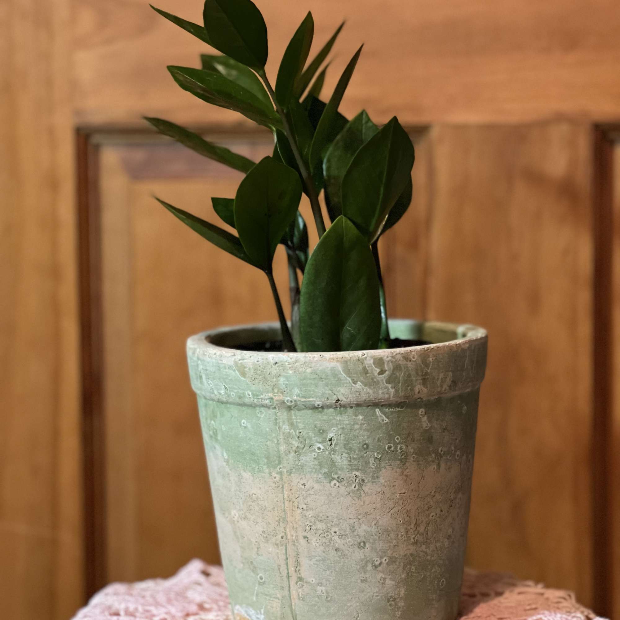 Potted green houseplant in a weathered ceramic pot