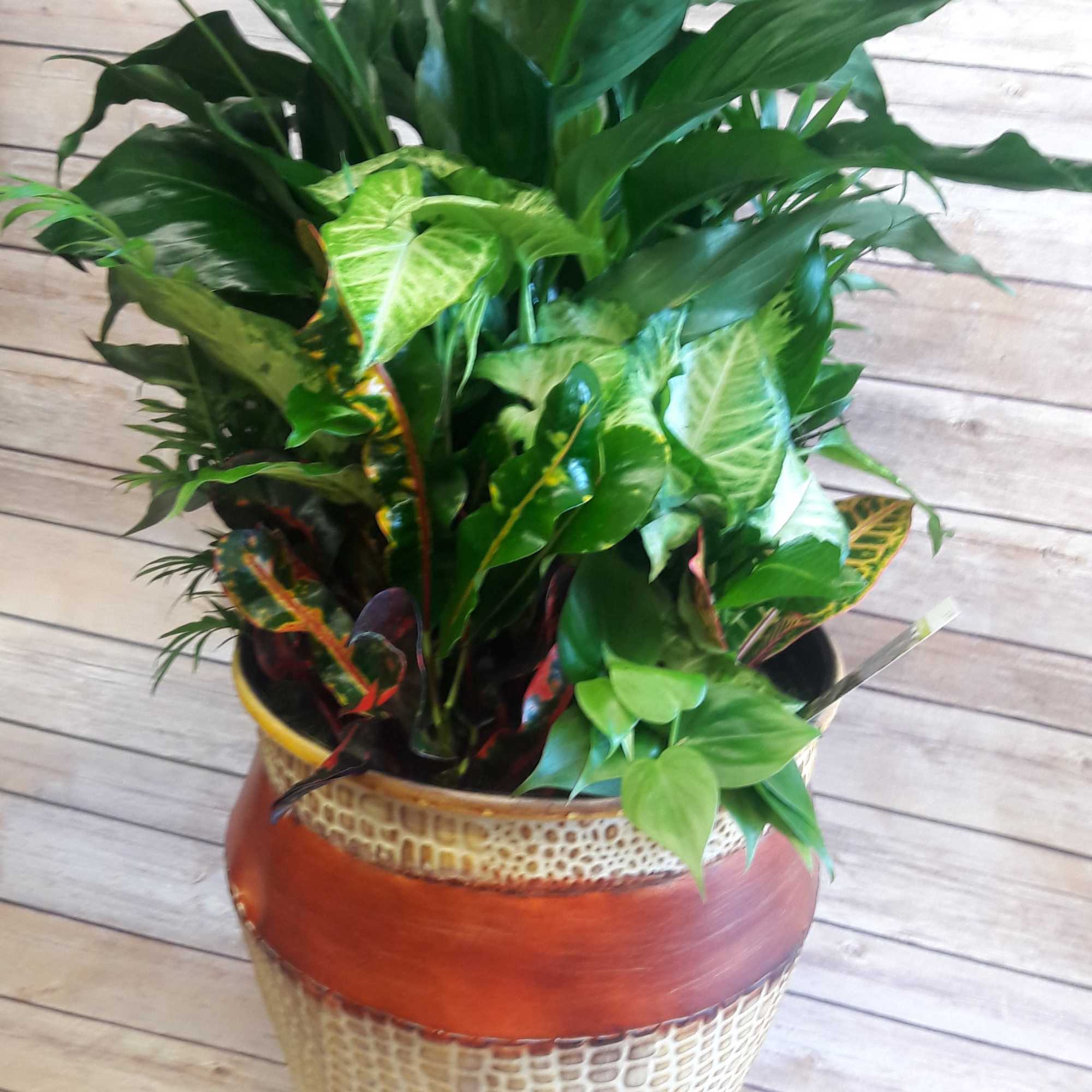 Potted tropical foliage plant in a decorative ceramic planter