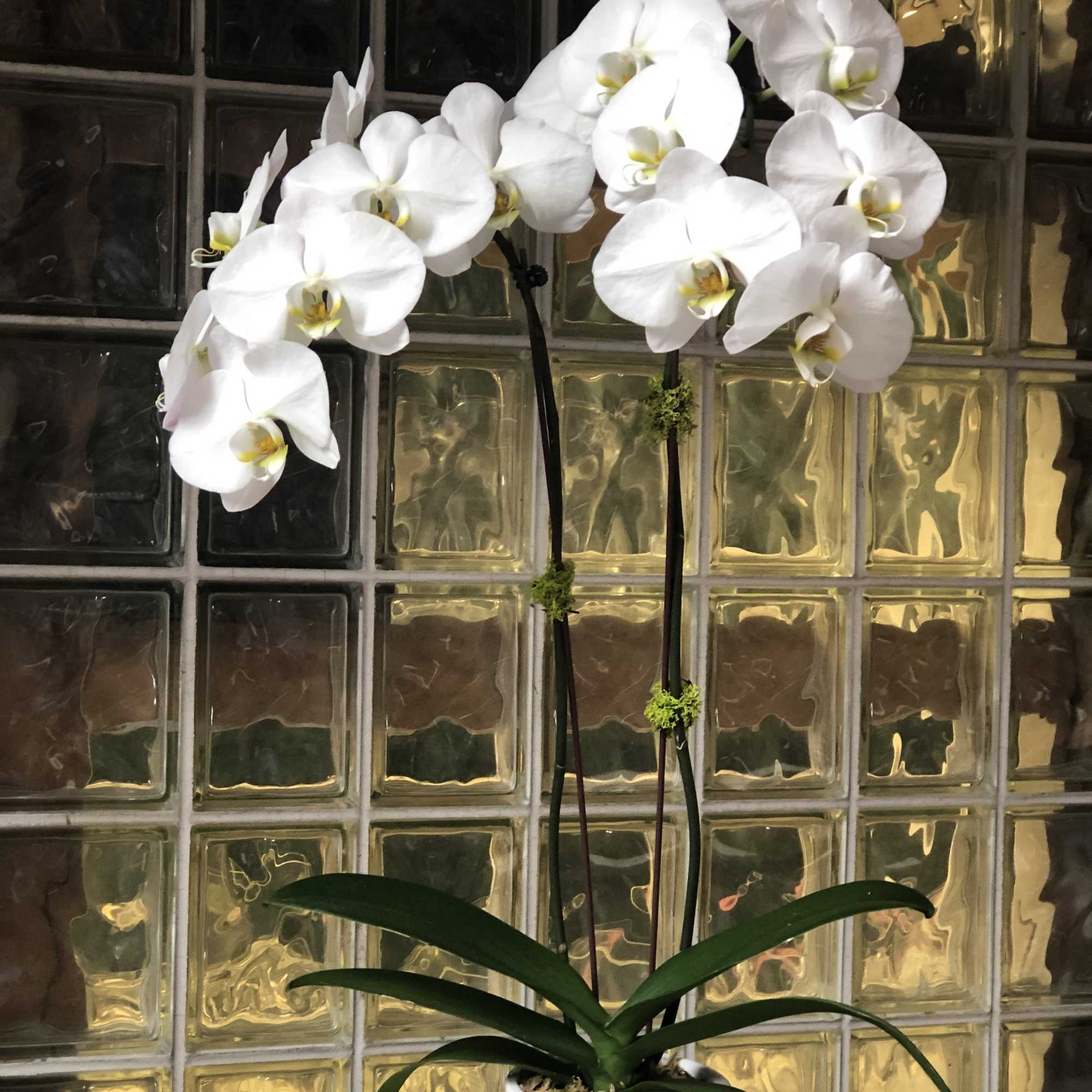 White orchid plant in a ribbed white pot